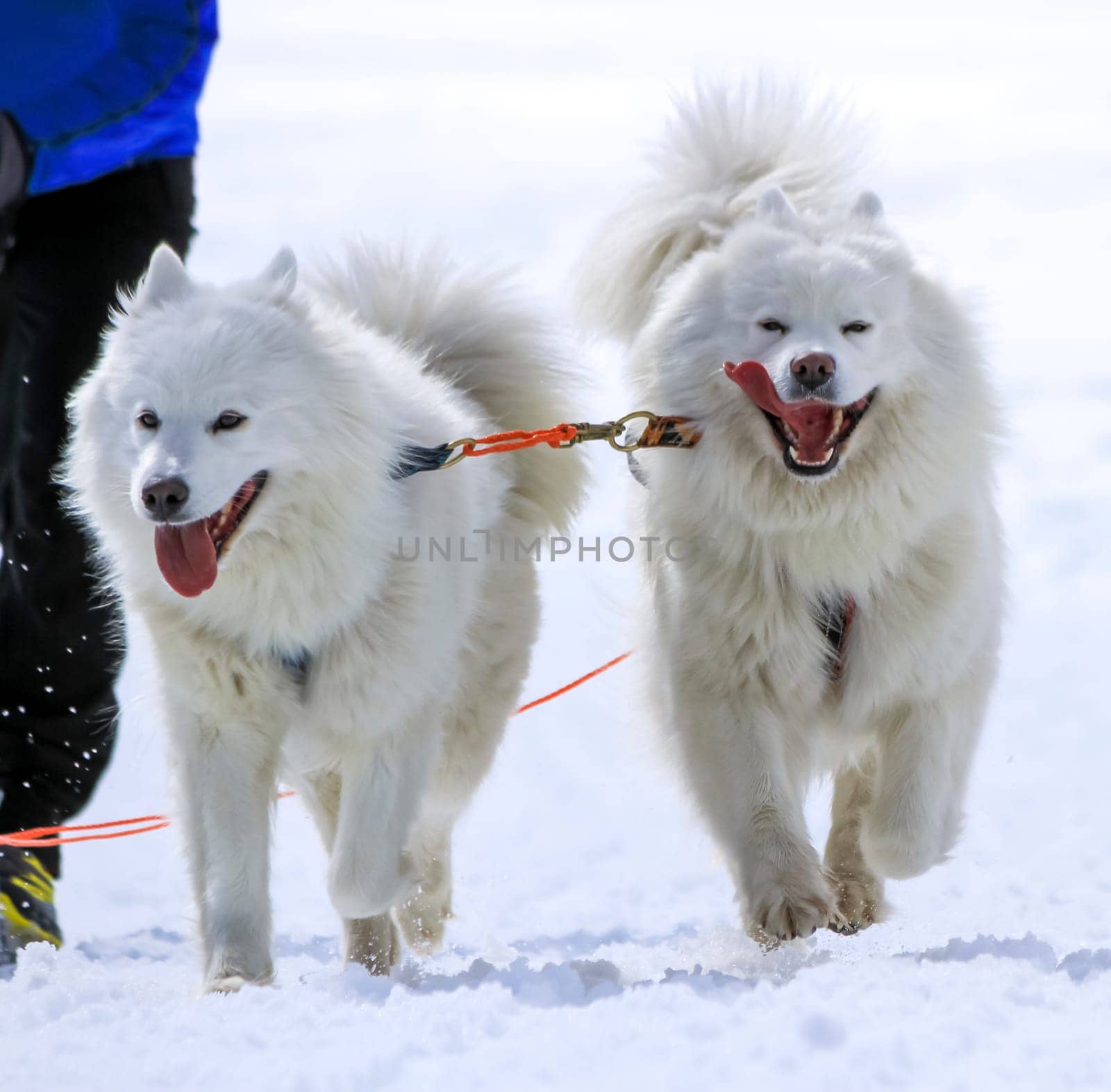 Two samoyed sled dogs in speed racing, Moss, Switzerland
