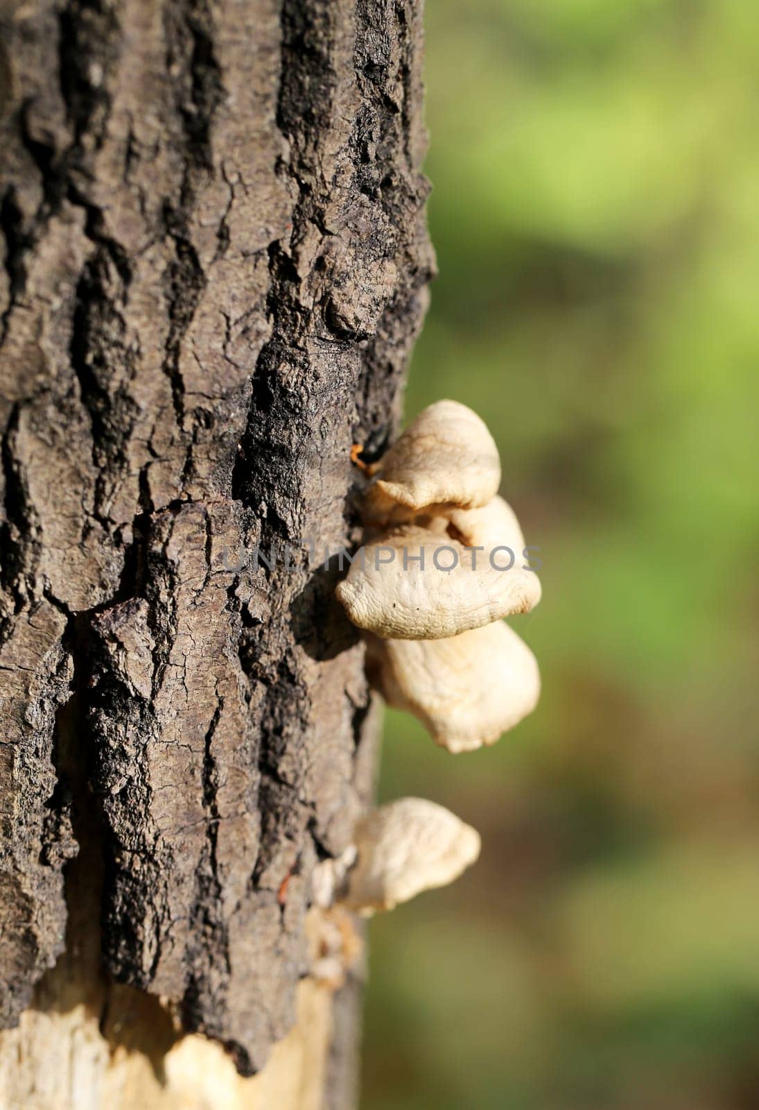 Tree with mushroomsTree with mushrooms and photographed close up