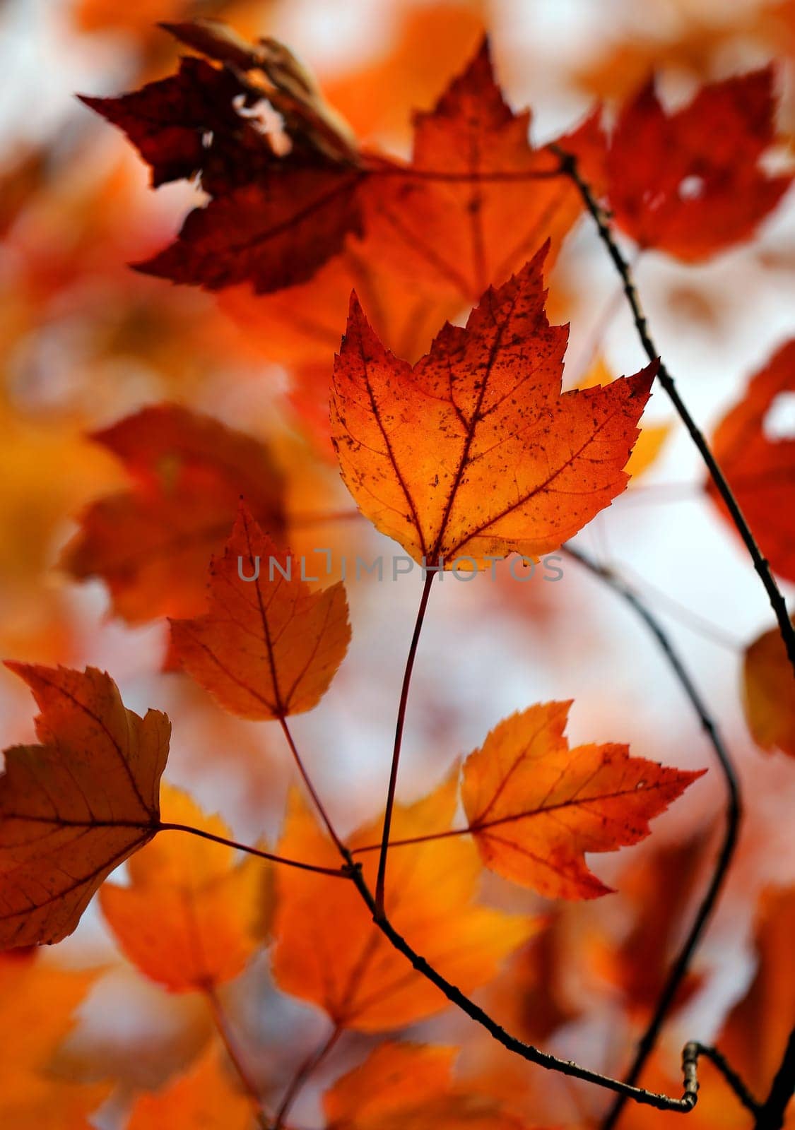 Beautiful yellow and red leaves on an autumn bush