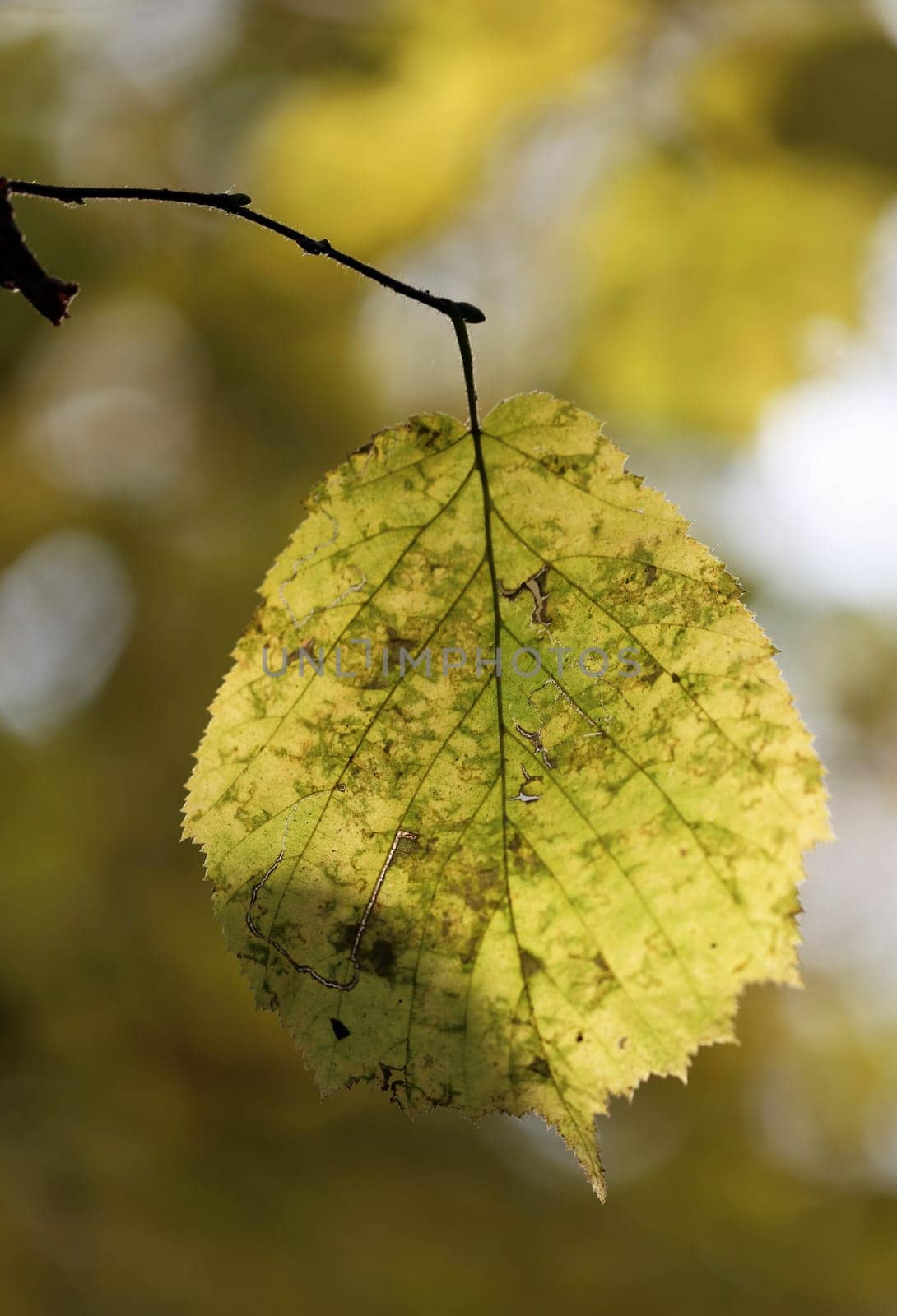 Beautiful yellow and red leaves on an autumn bush
