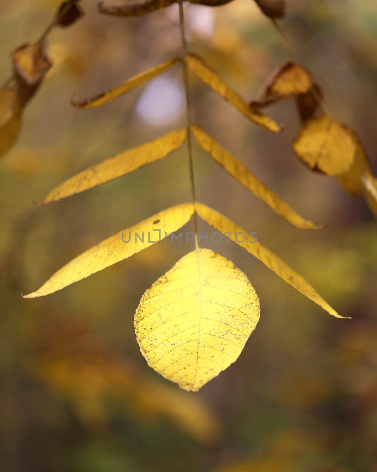 Beautiful yellow and red leaves on an autumn bush