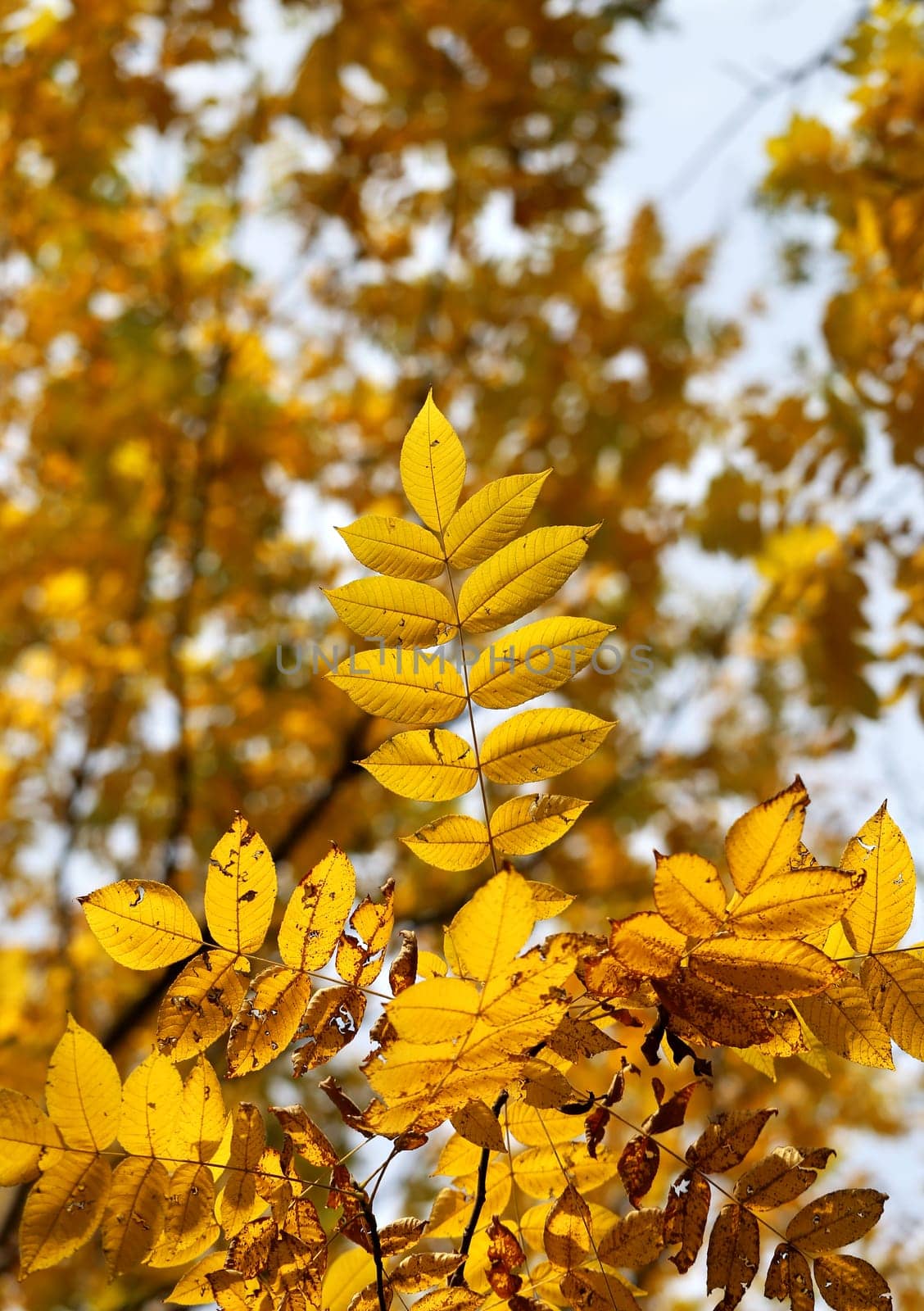 Beautiful yellow and red leaves on an autumn bush