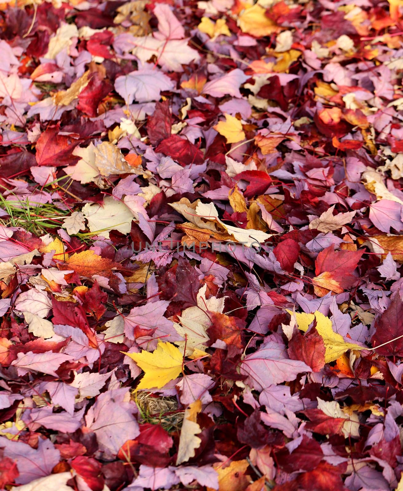 Beautiful yellow and red leaves on an autumn bush