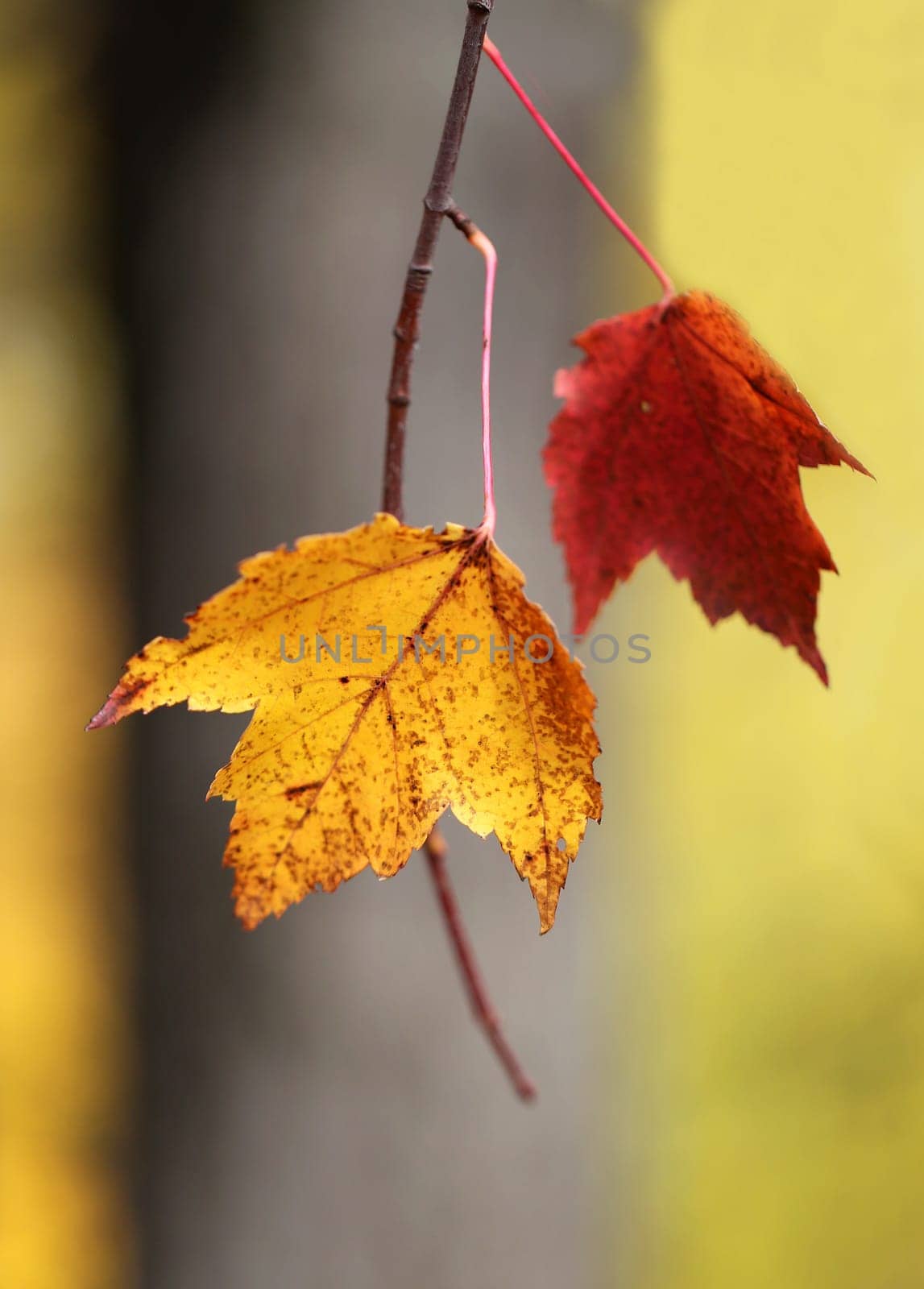 Beautiful yellow and red leaves on an autumn bush