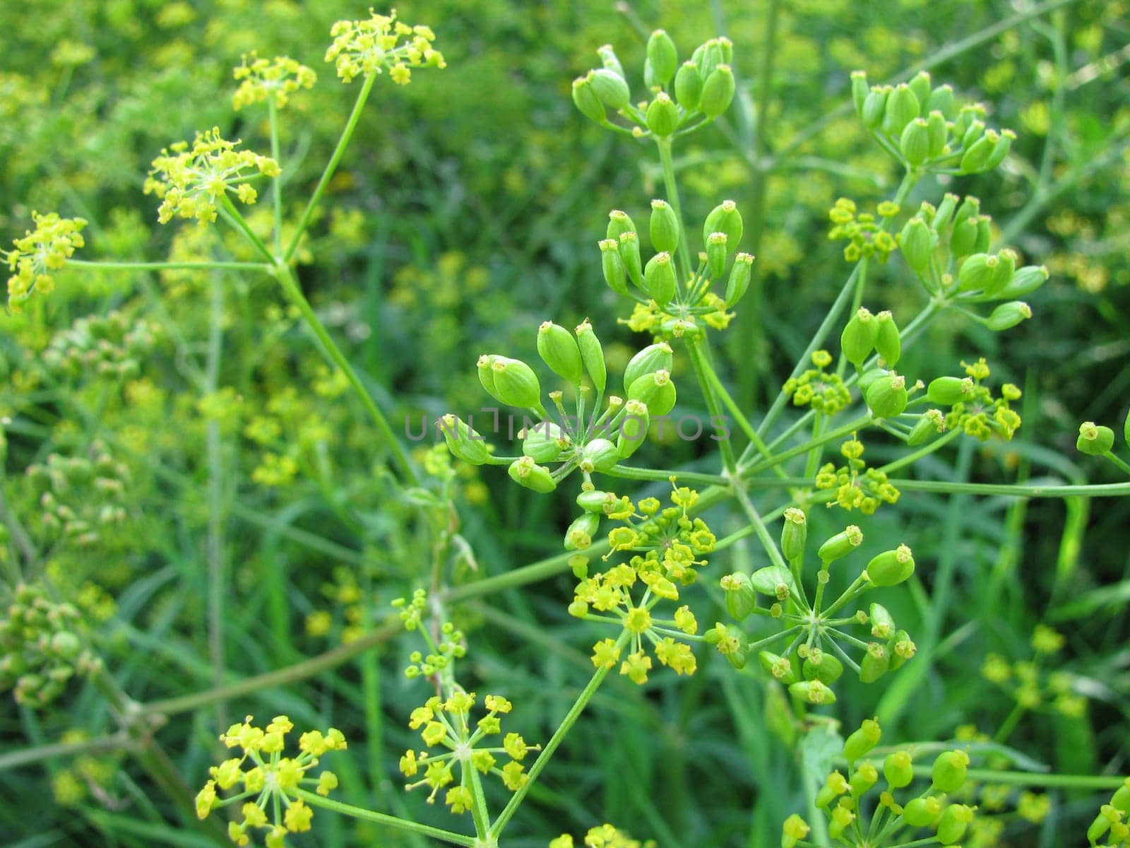 Fennel,Foeniculum vulgare