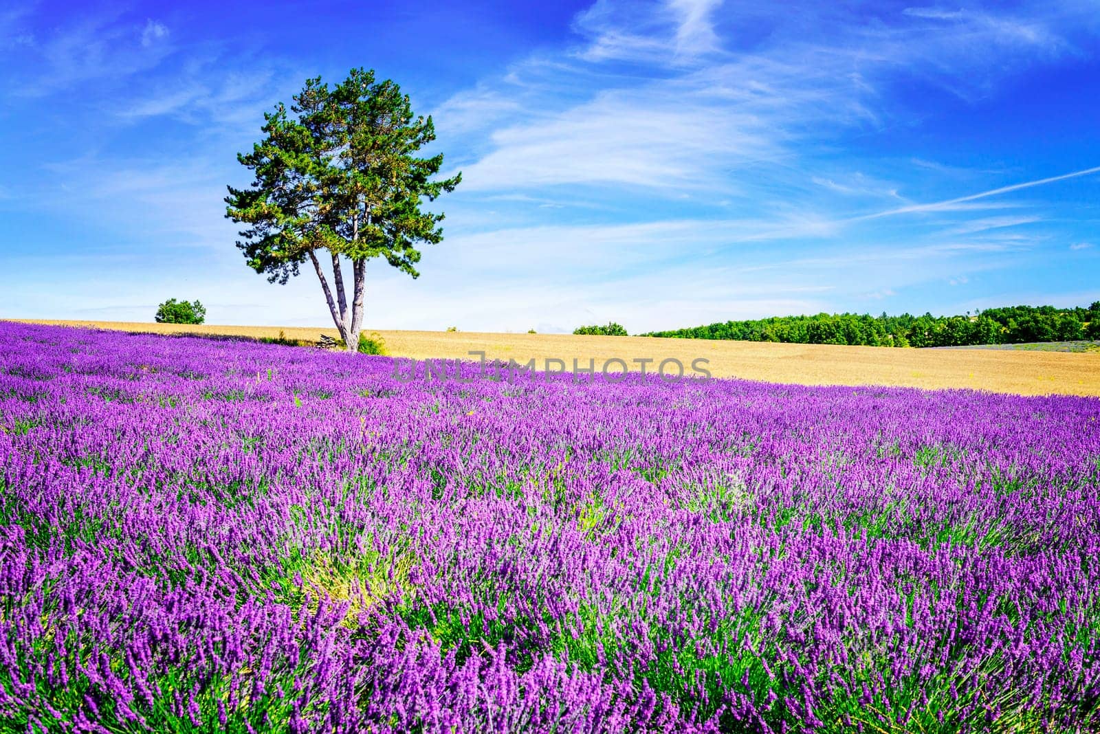 Lavender field in Provence, near Sault, France