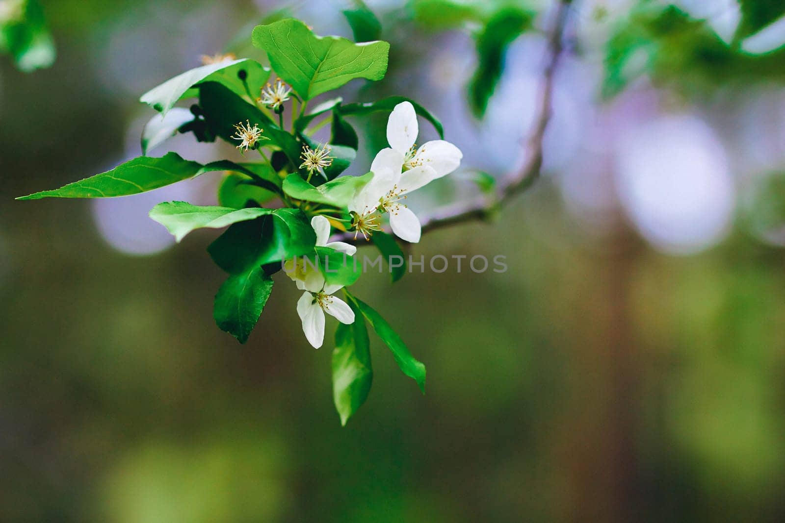white flower on a branch in cloudy weather in the spring