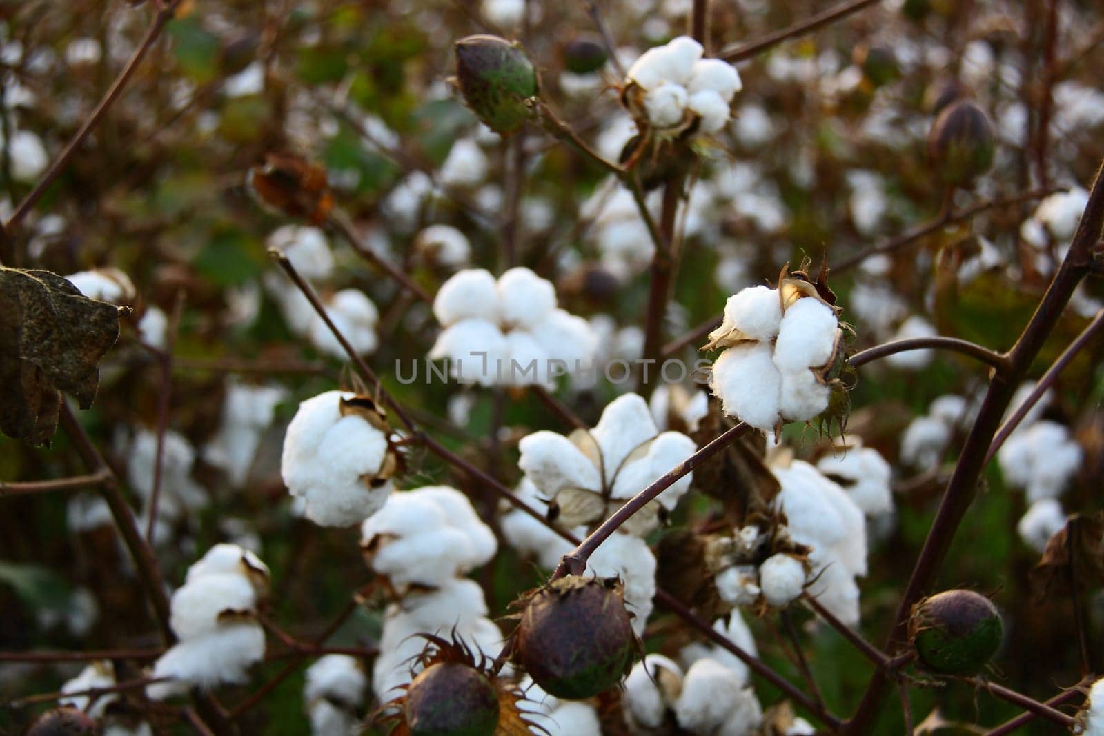 collecting cotton from field at sunset