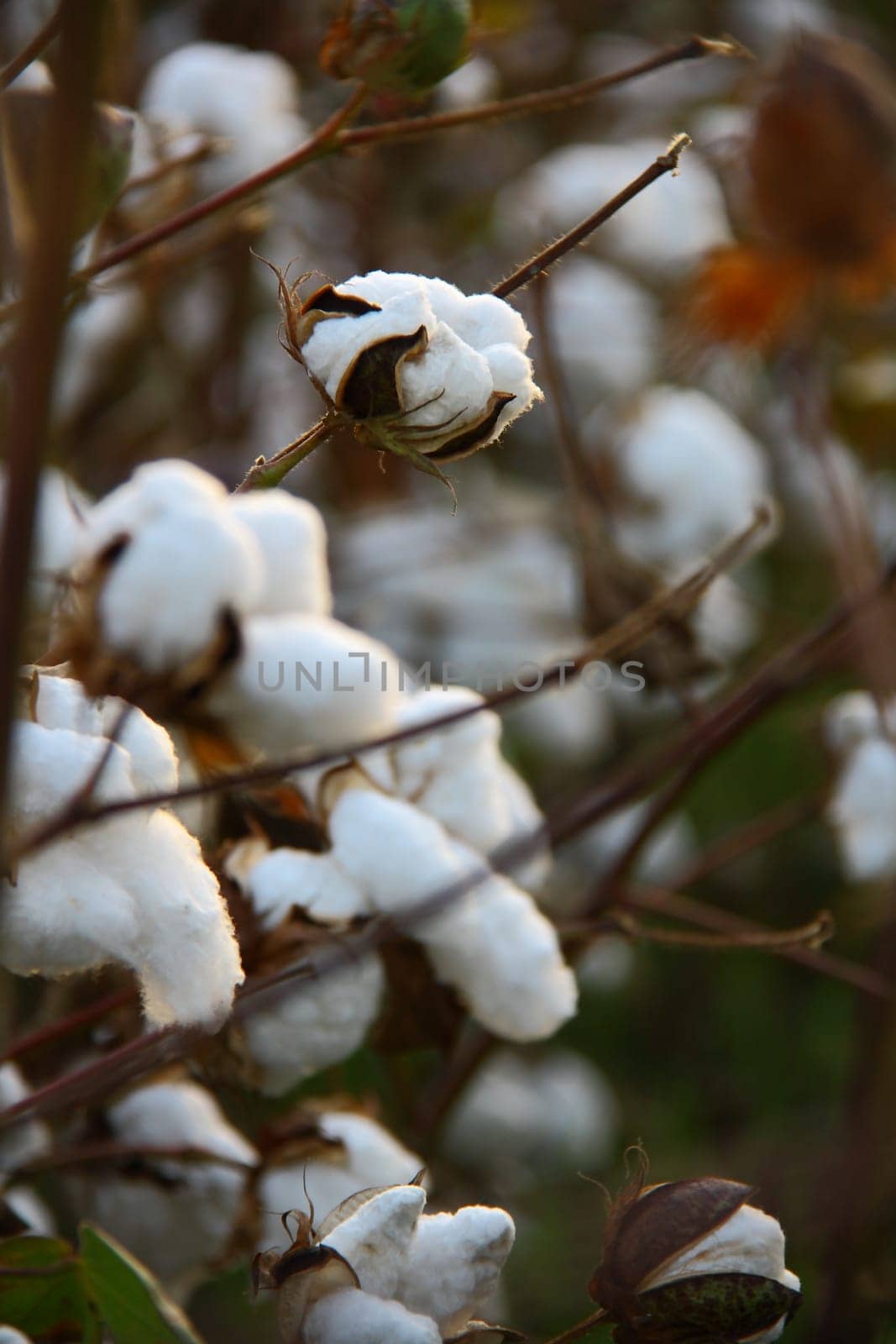collecting cotton from field at sunset
