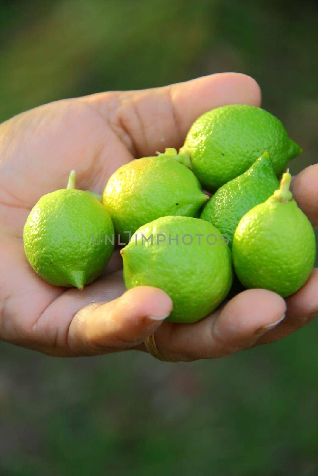 beautiful woman collecting  fresh lemon from tree