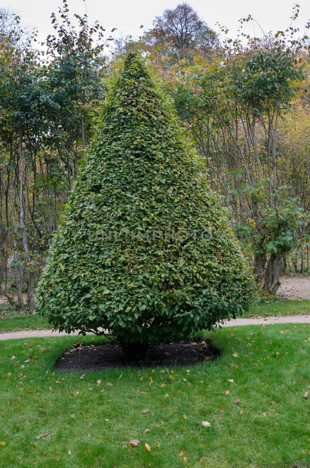 one little beutiful tree in the park on the grass