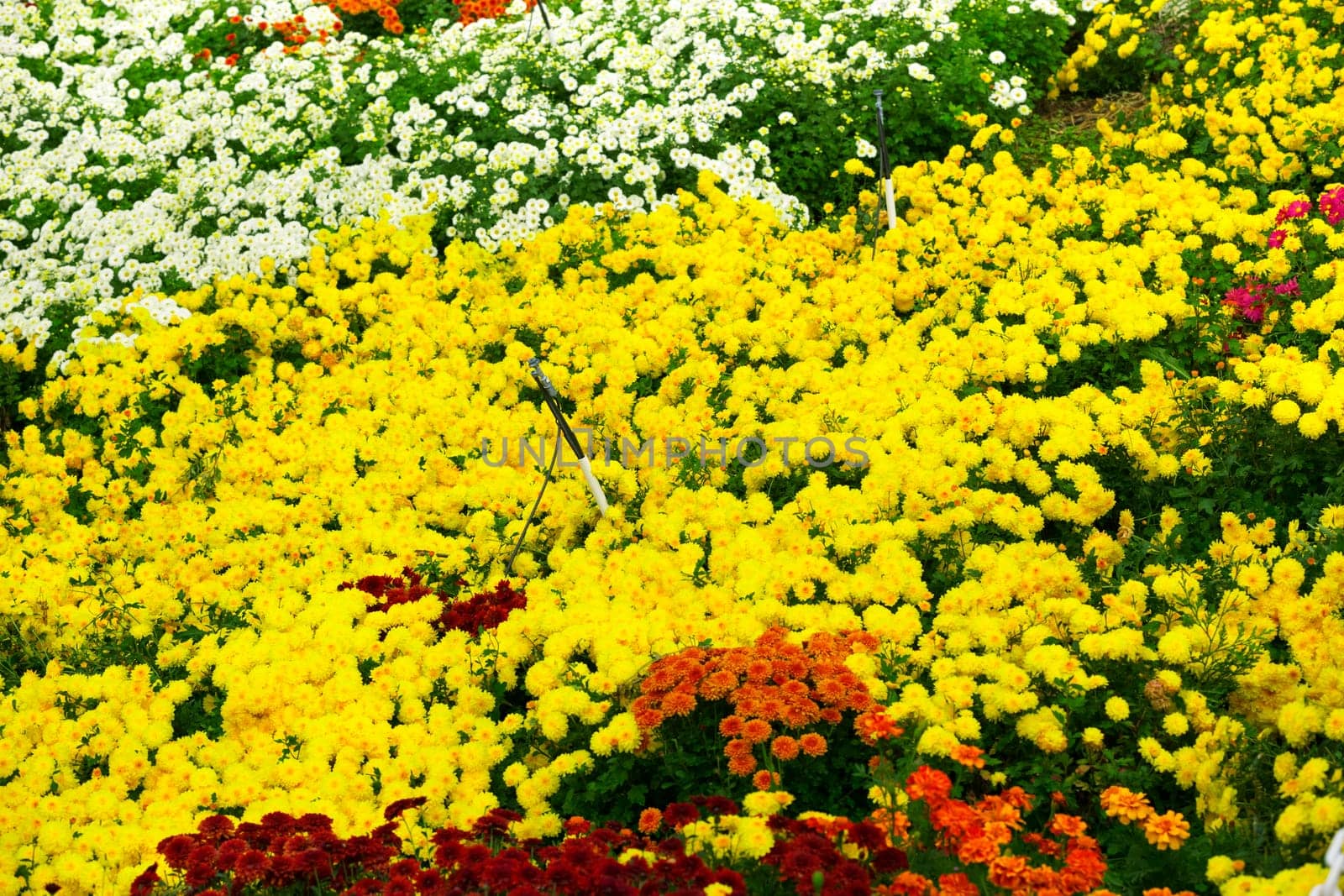 Garden flowers background