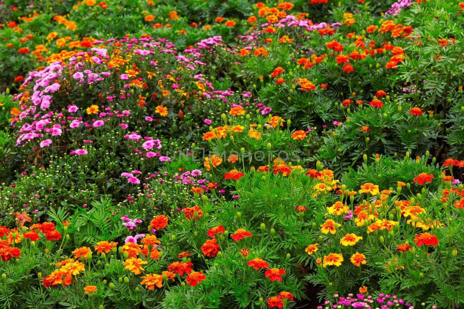 Garden flowers background