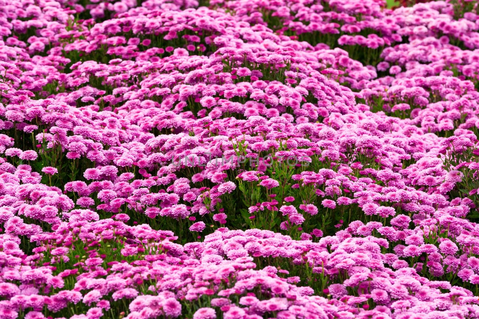 Garden flowers background