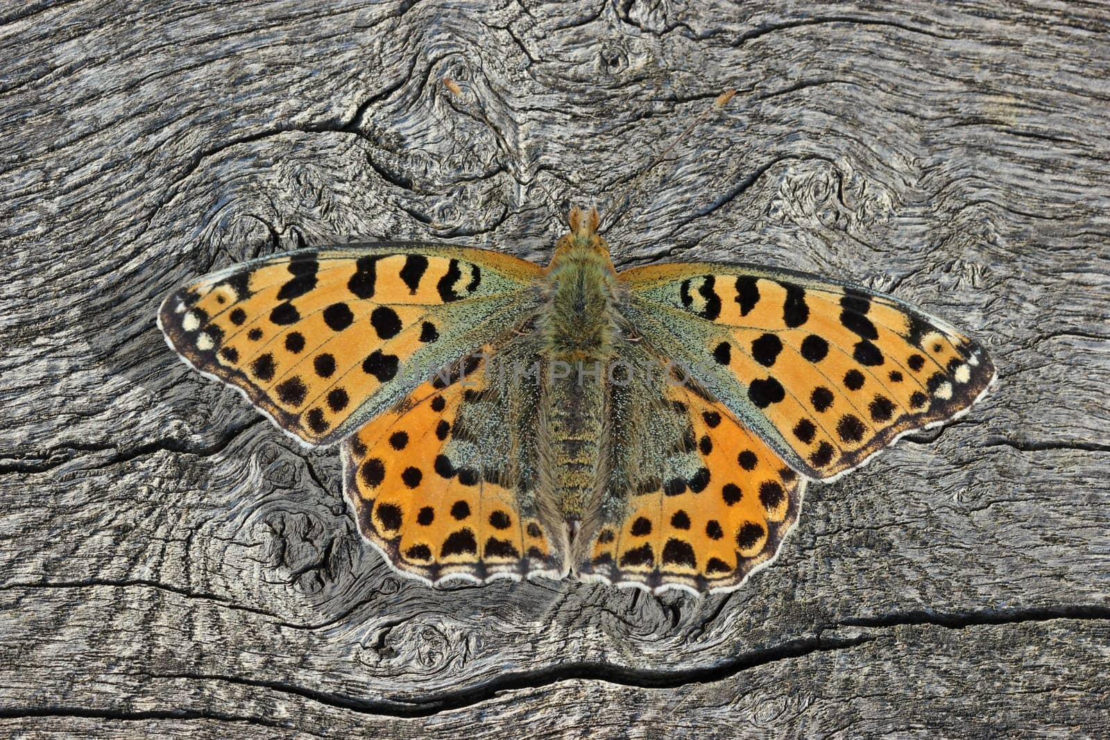 Small mother butterfly (Issoria lathonia) on wood