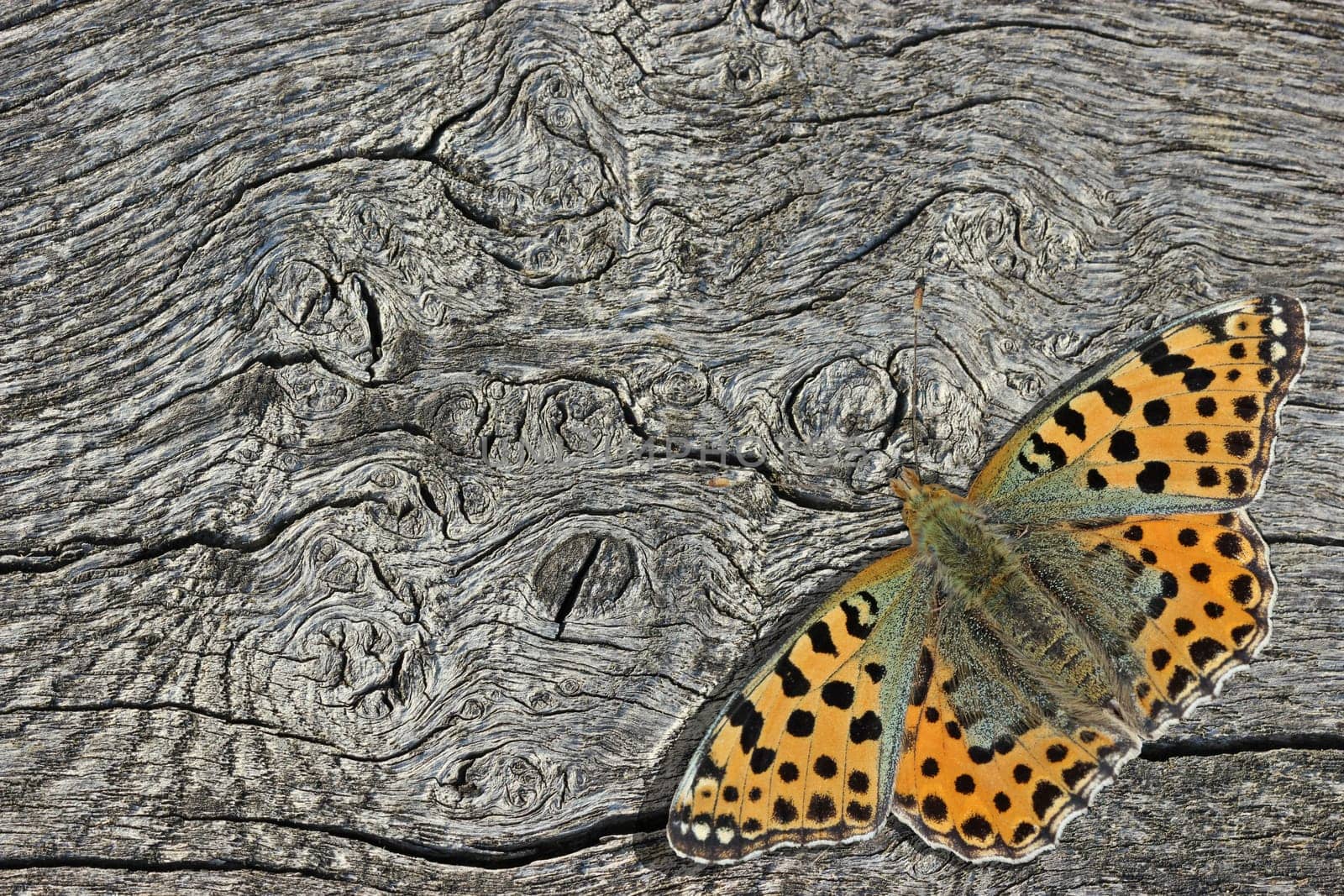 Small mother butterfly (Issoria lathonia) on wood
