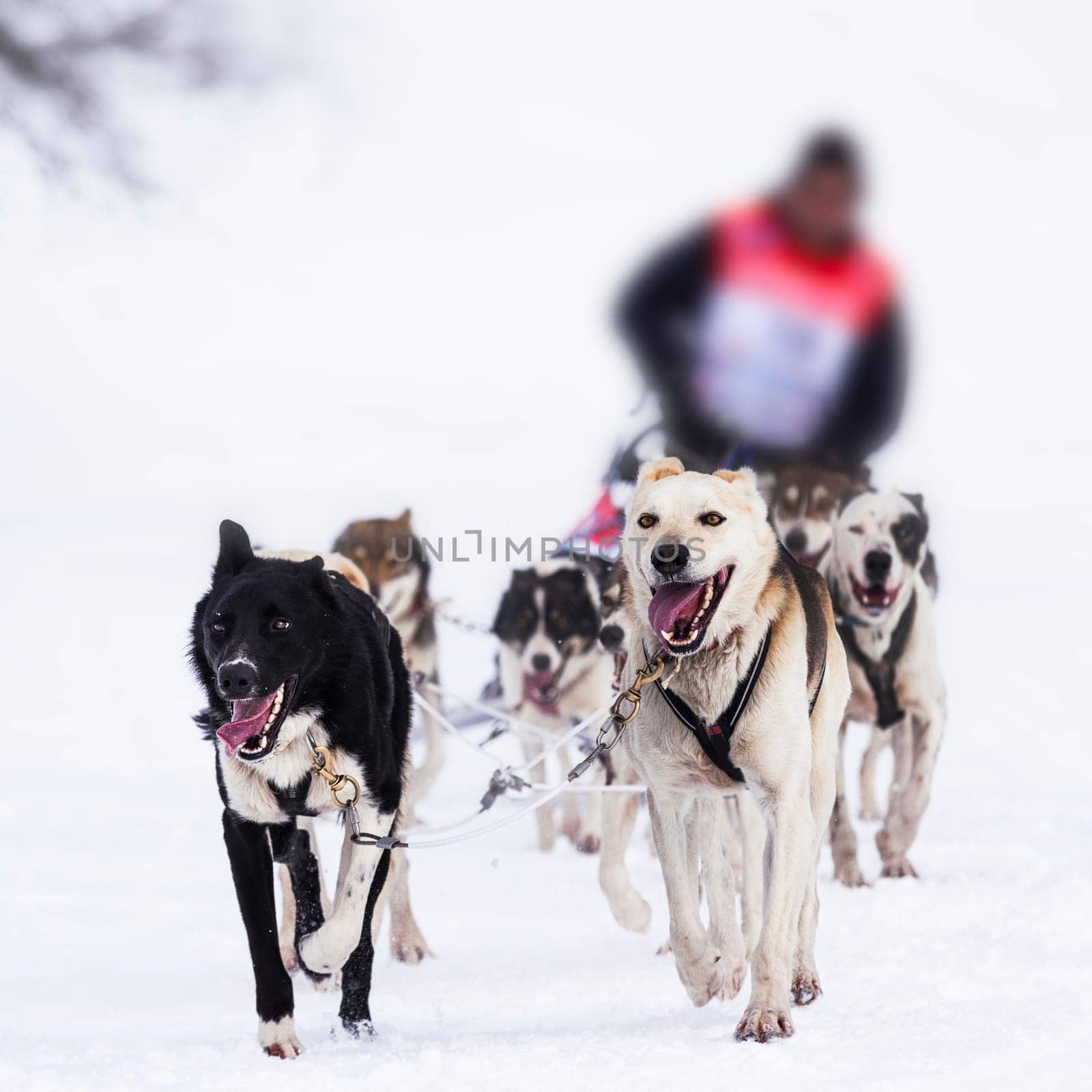 musher dogteam driver and Siberian husky at snow winter competition race in forest