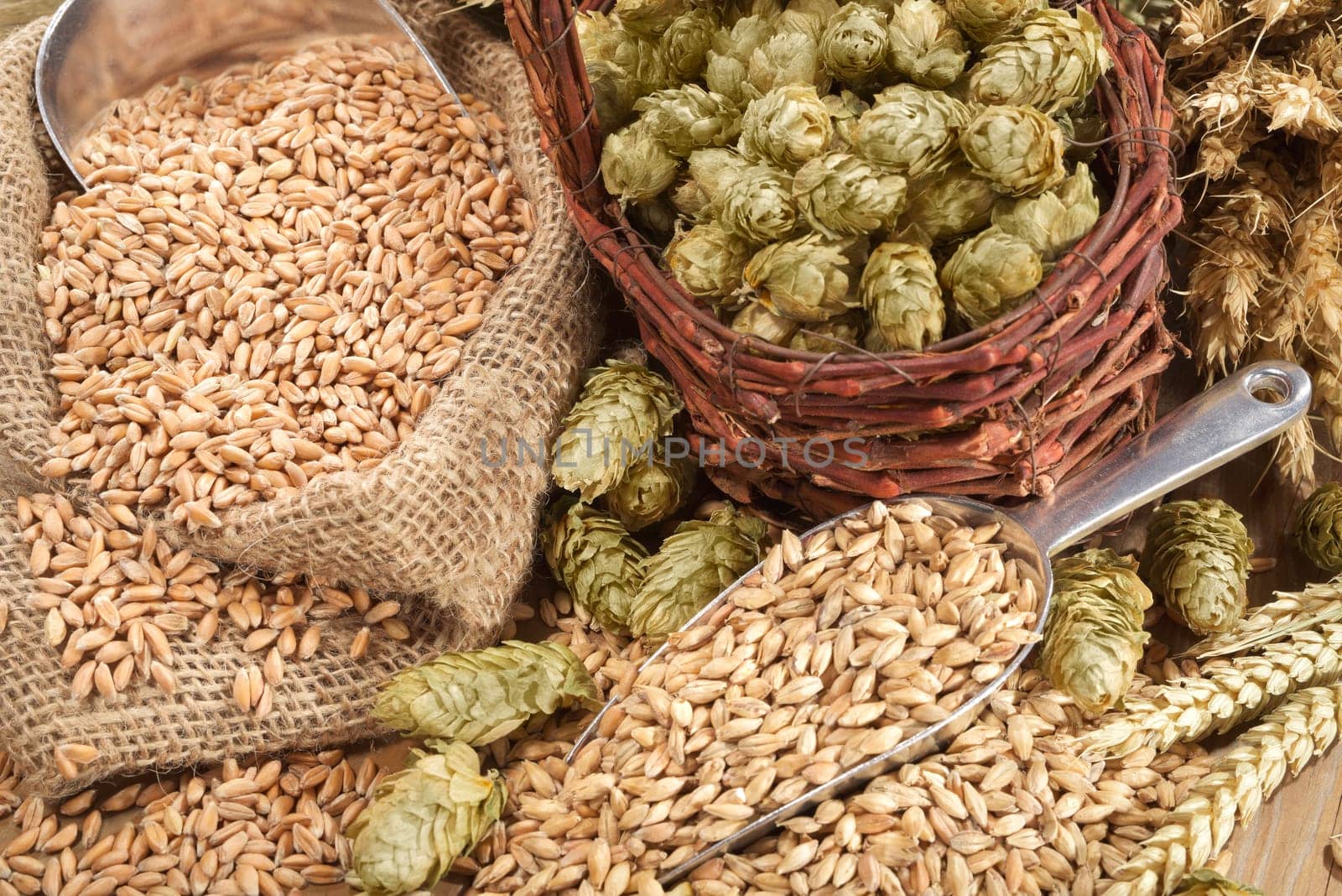 Beer ingredients - wheat,barley,hops and malt