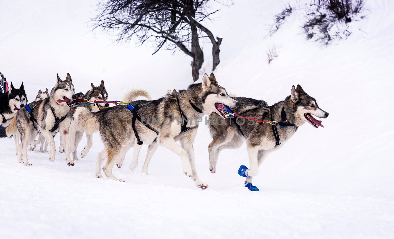 musher dogteam driver and Siberian husky at snow winter competition race in forest