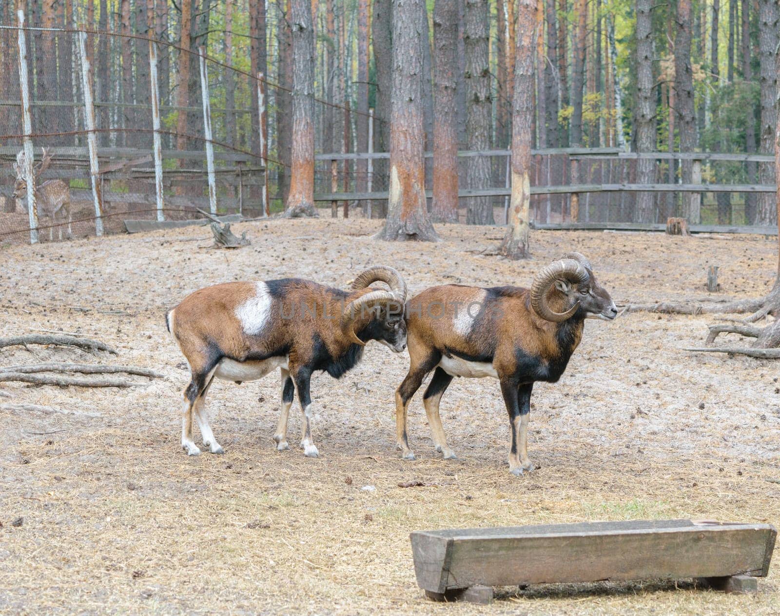 Muflons (ovis gmelini, ovis orientalis) in the forest