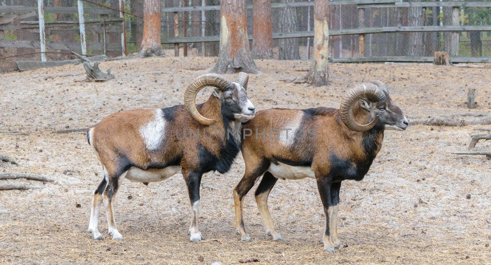 Muflons (ovis gmelini, ovis orientalis) in the forest