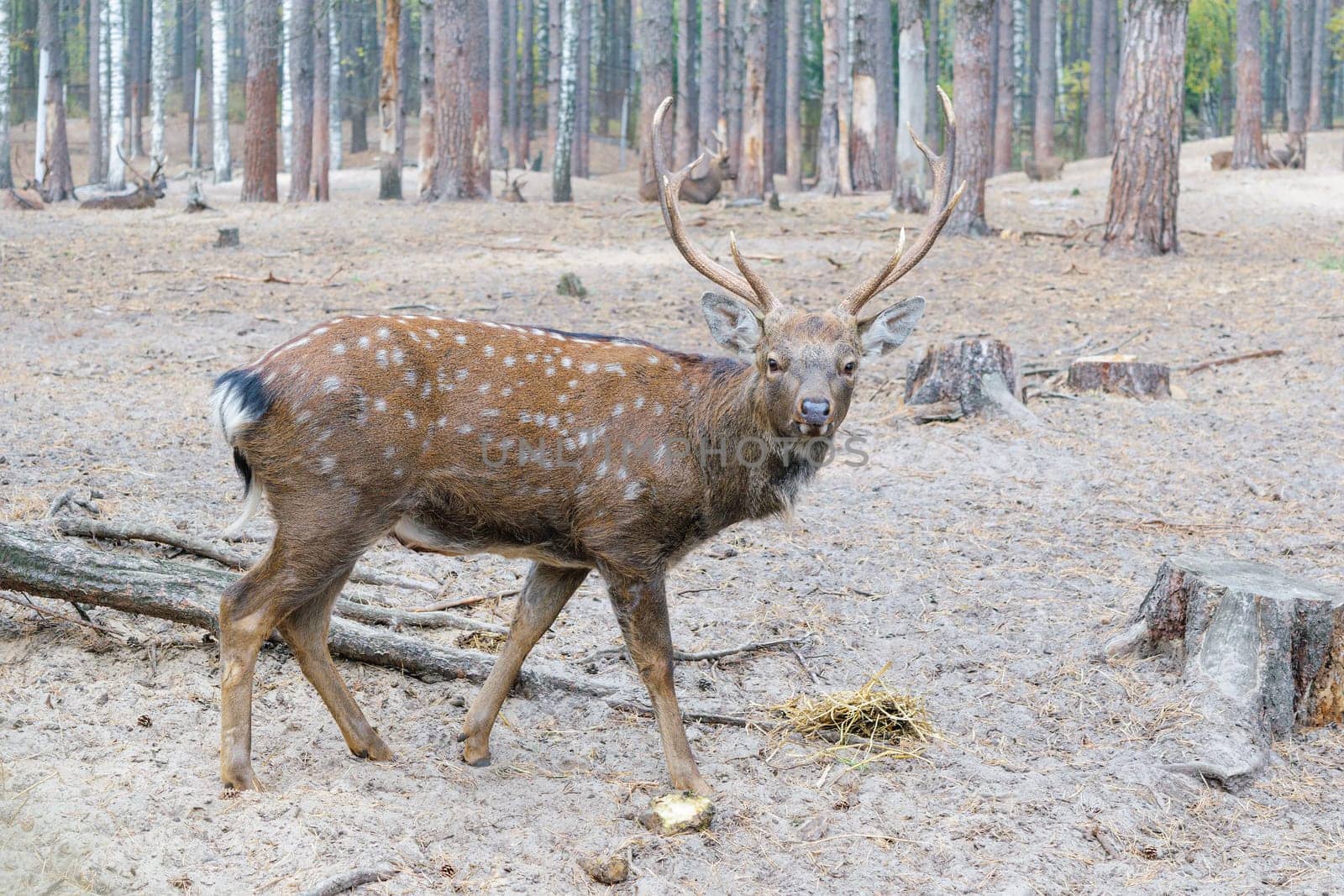 Red deer with antlers.