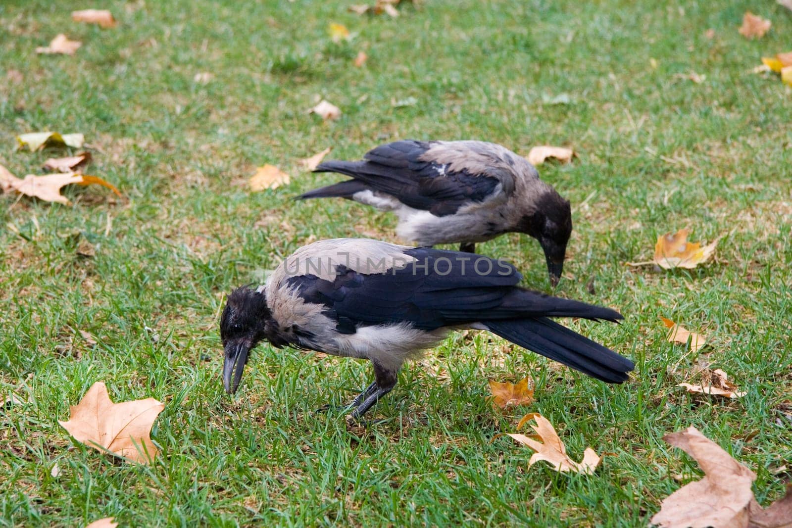 Hooded Crow walking on the grass of Topkapi palace gardens, Corvus corone cornix, Istanbul