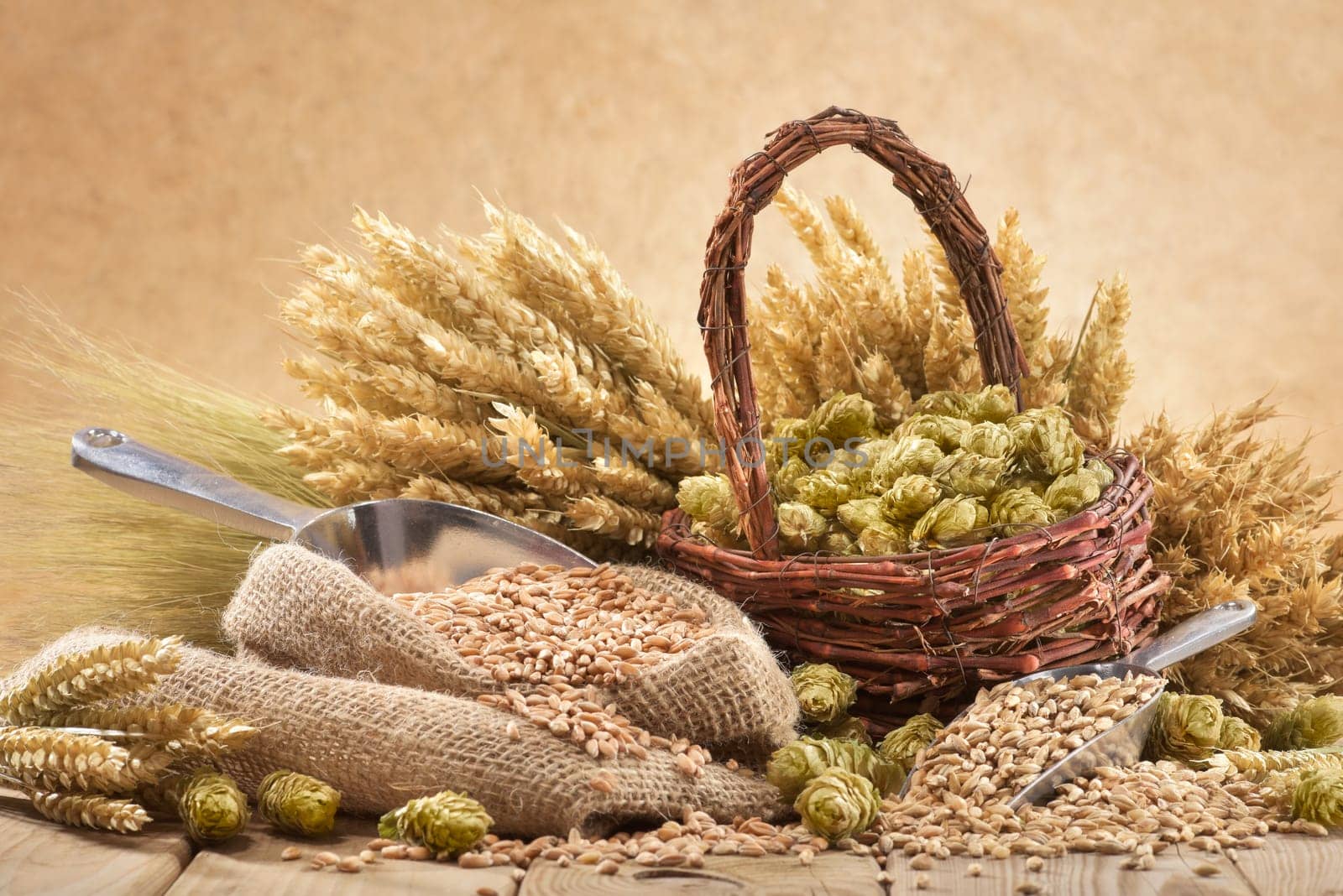 Beer ingredients - wheat,barley,hops and malt