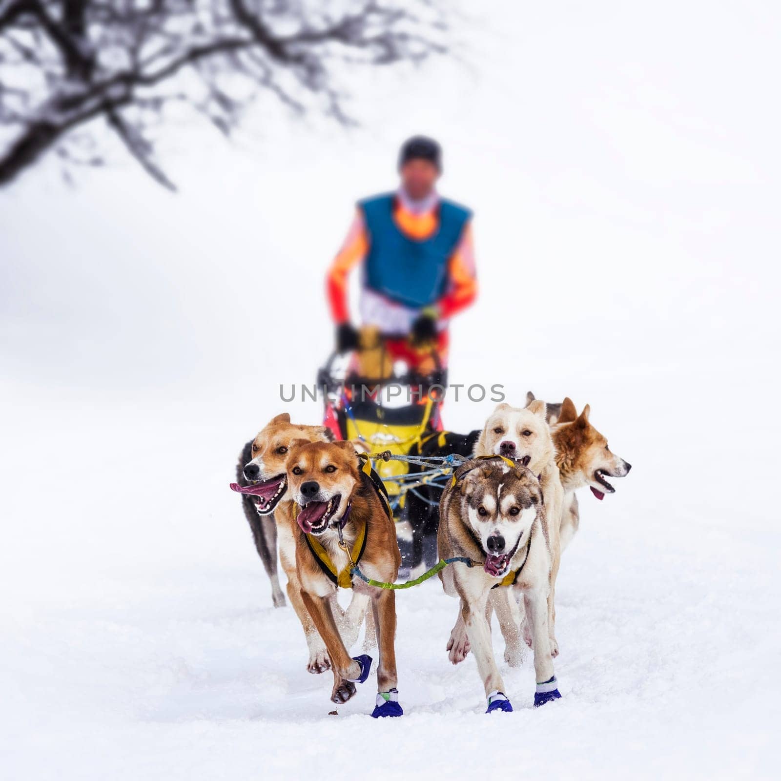 musher dogteam driver and Siberian husky at snow winter competition race in forest
