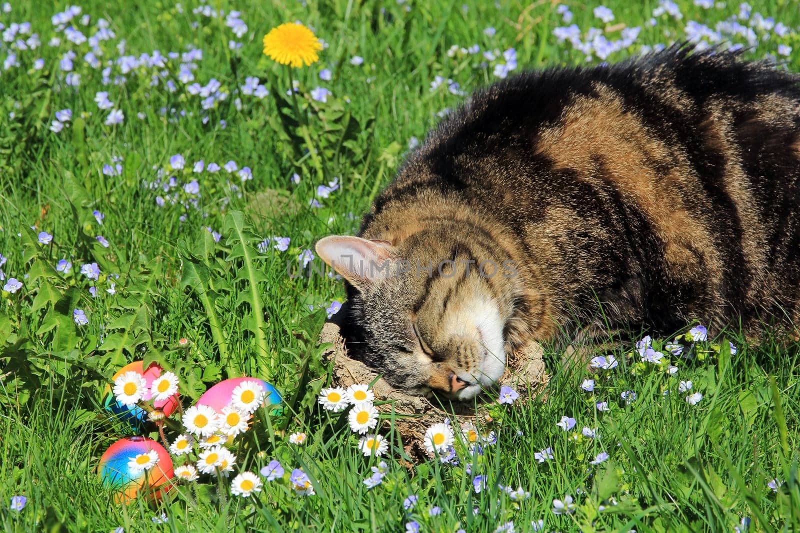 A strange Easter bunny - A cat as an Easter bunny
