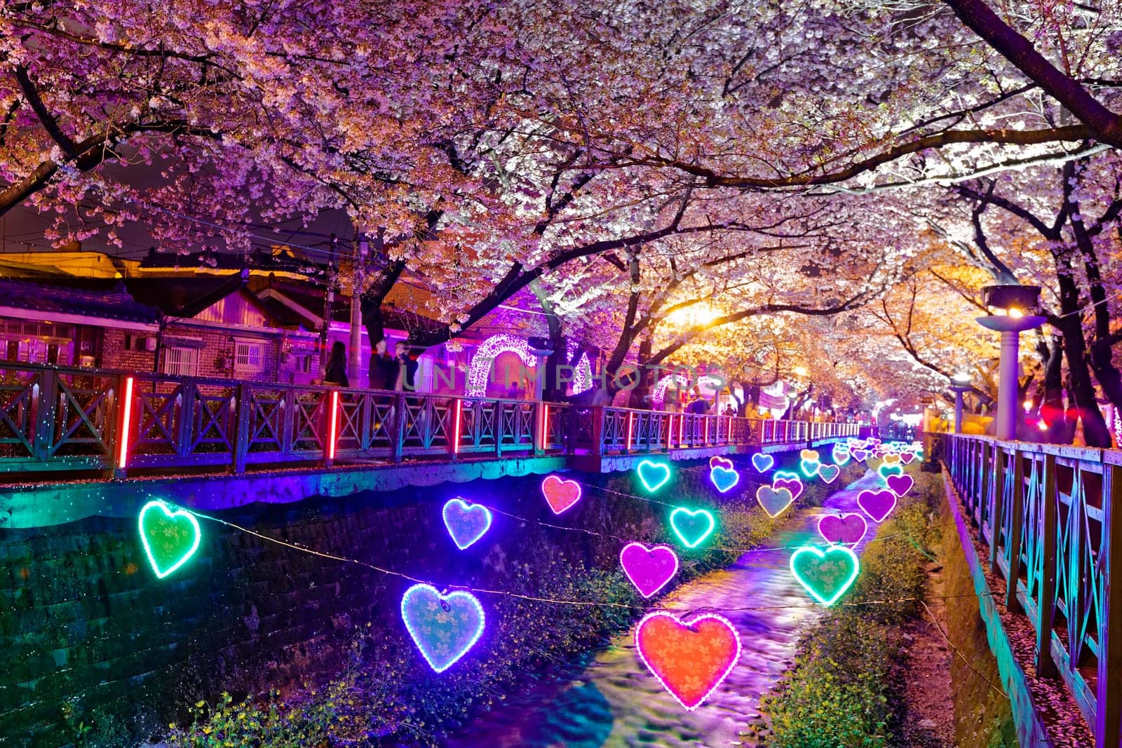 cherry blossoms sakura at night, busan city in south korea