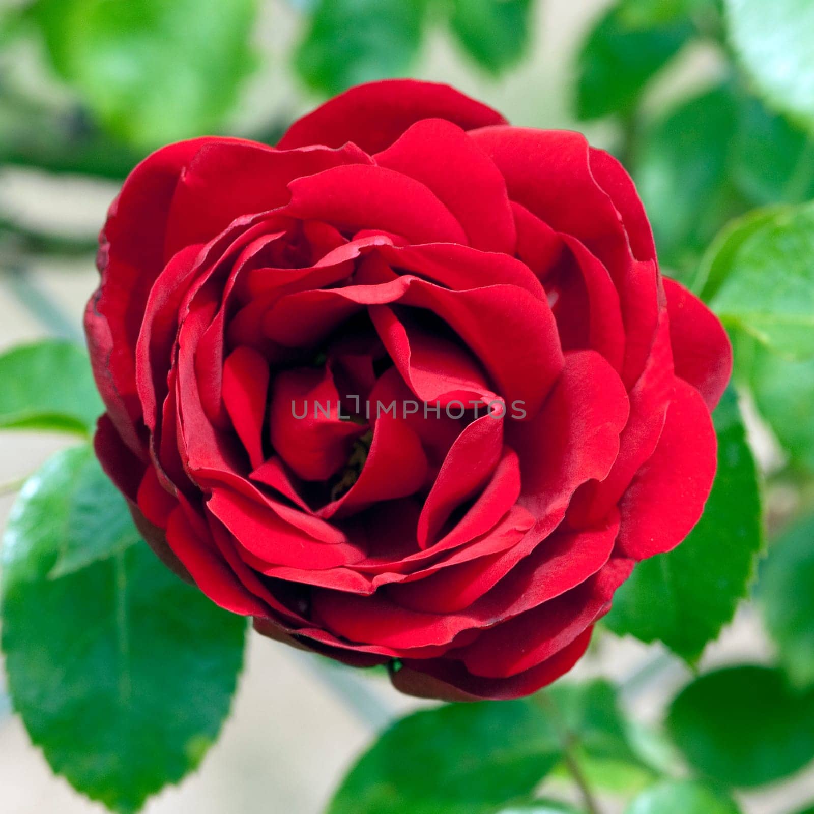 Kletterrose, Amadeus, Climbing Rose