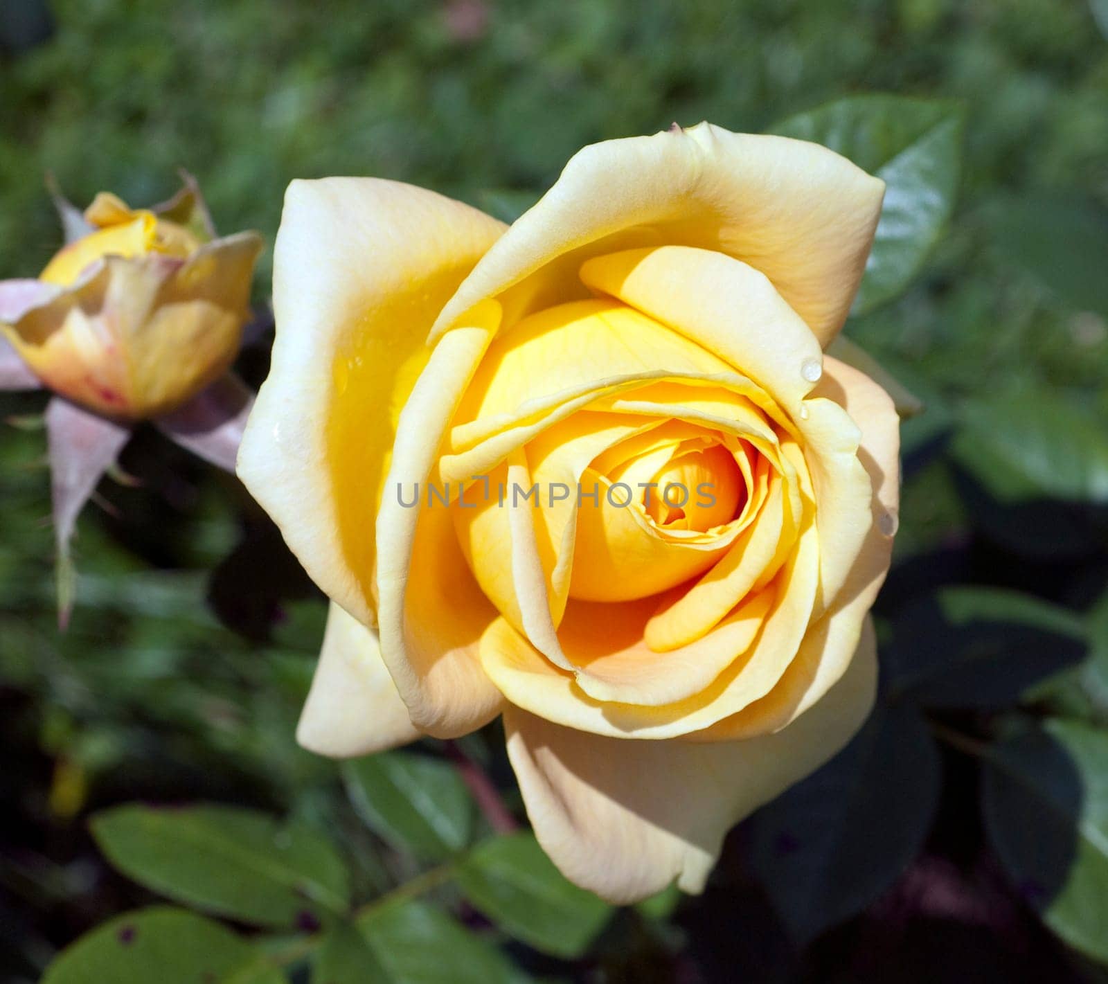 .Edelrose, Candlelight