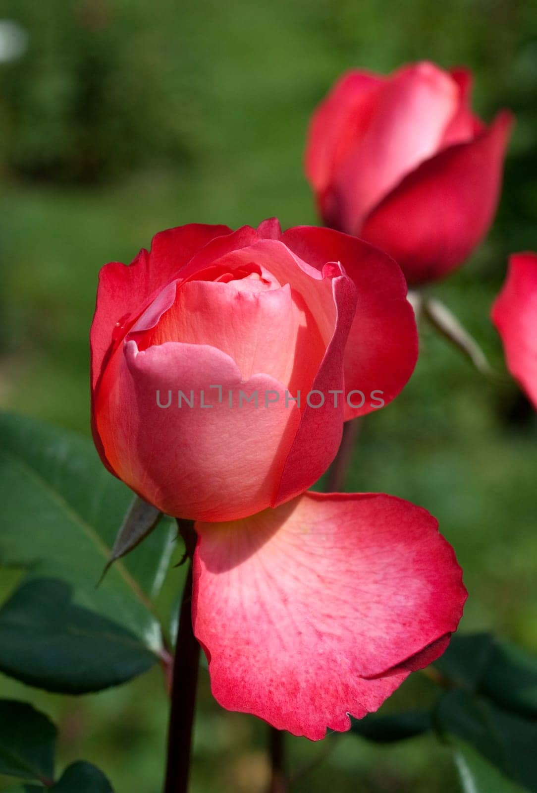 Edelrose, Jazz Festival