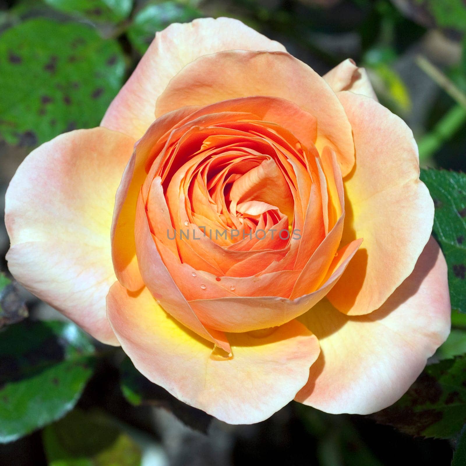 Edelrose, La Palma