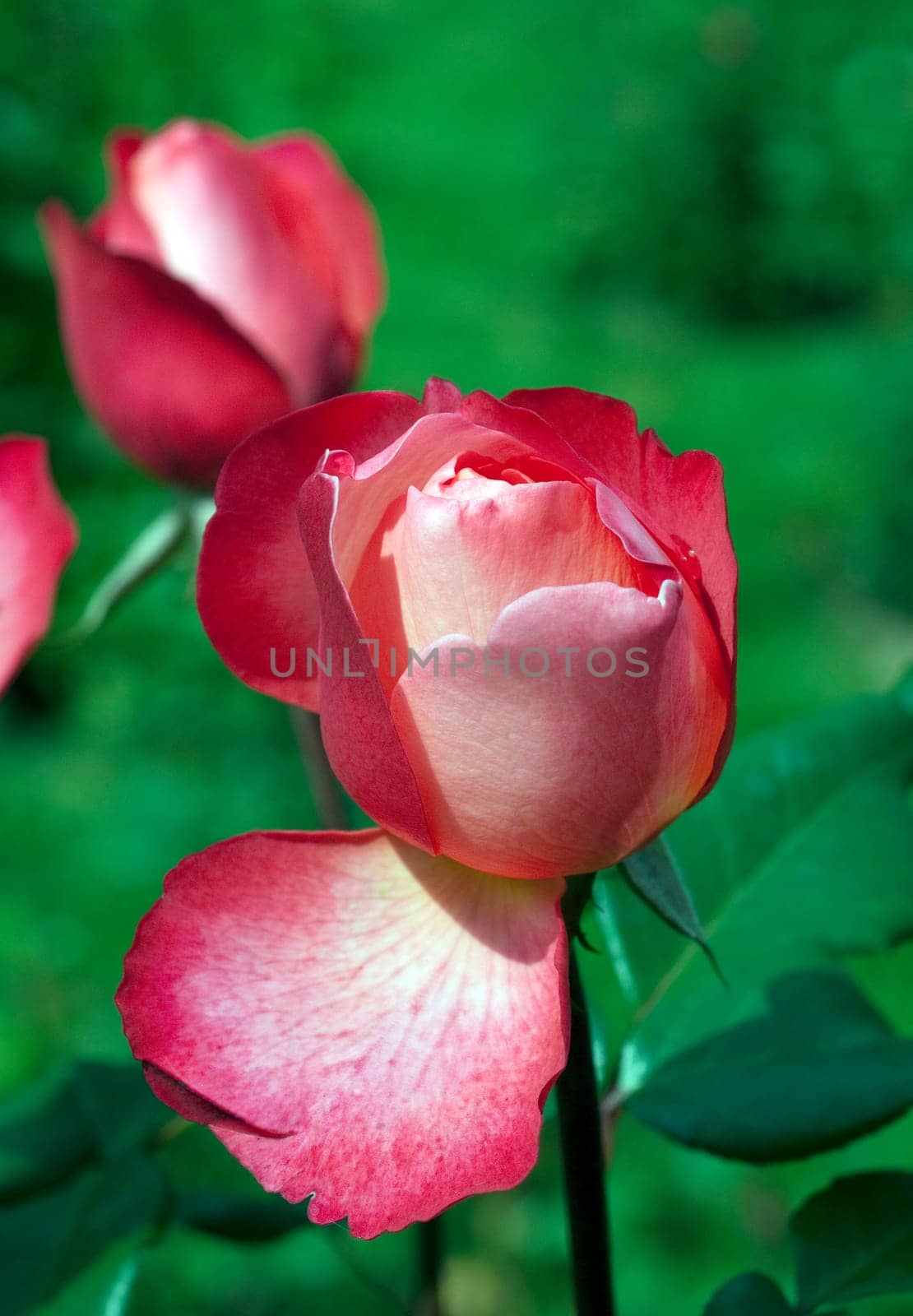 Edelrose, Jazz Festival