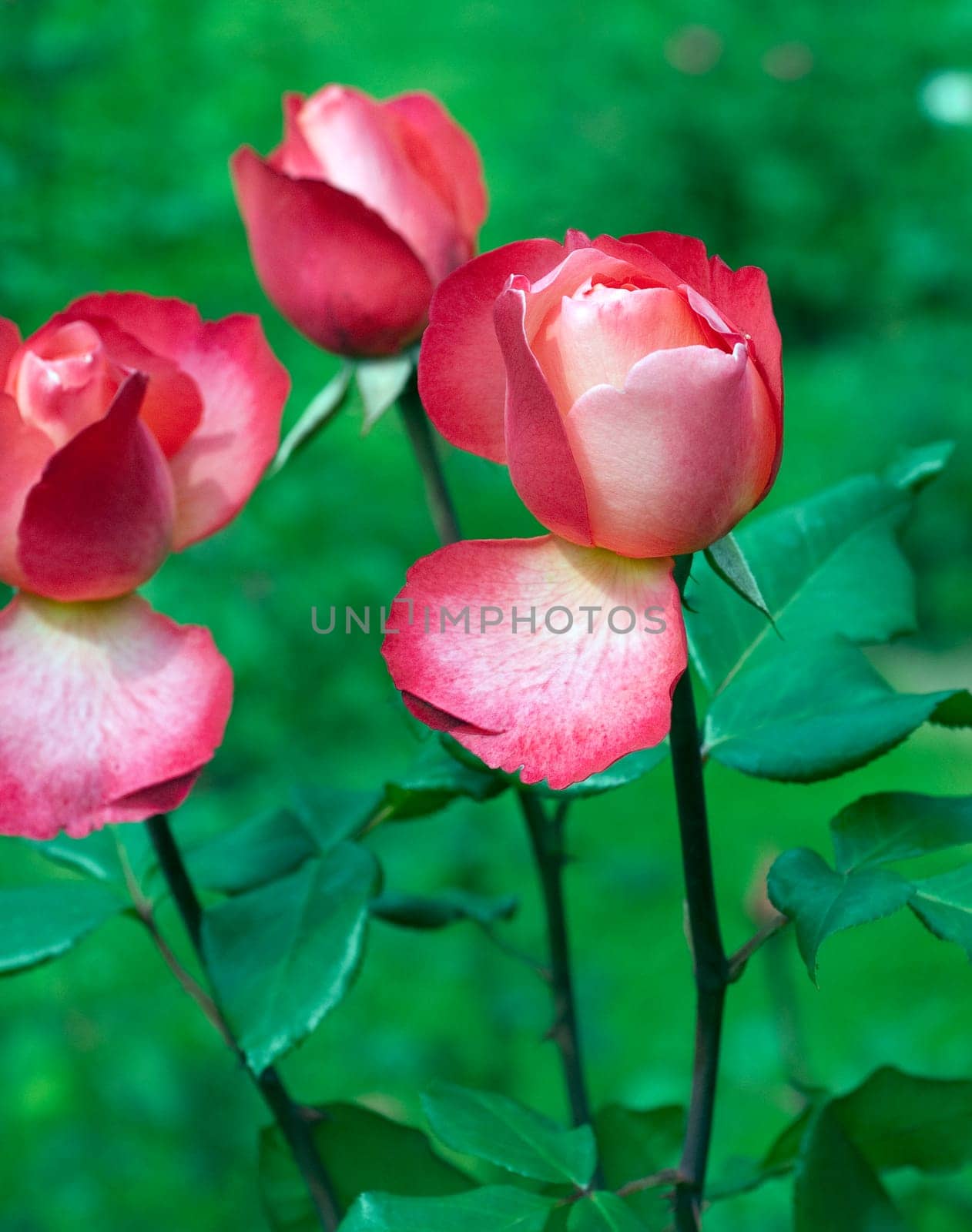 Edelrose, Jazz Festival