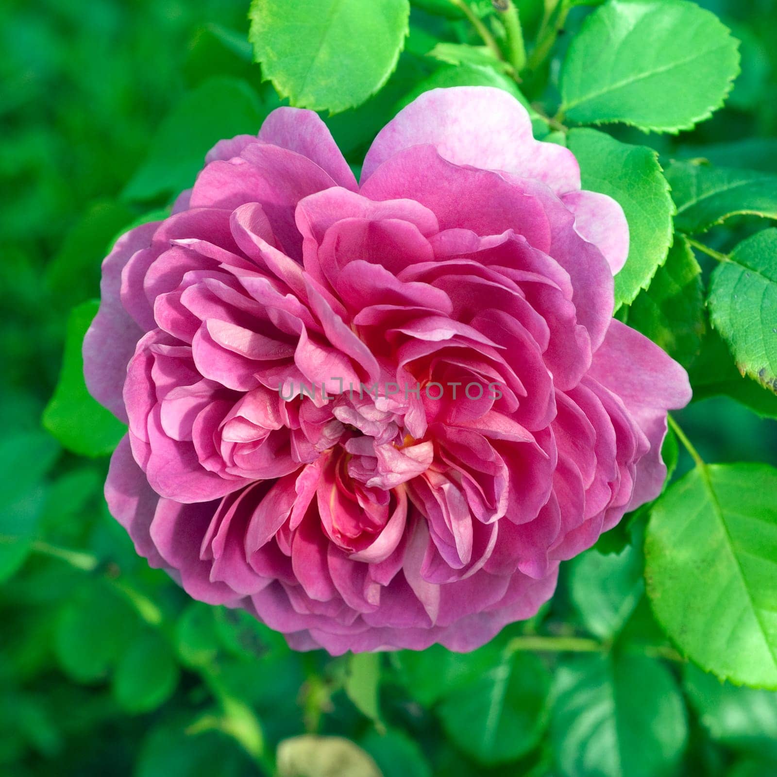 Englische Rose, Princess Anne