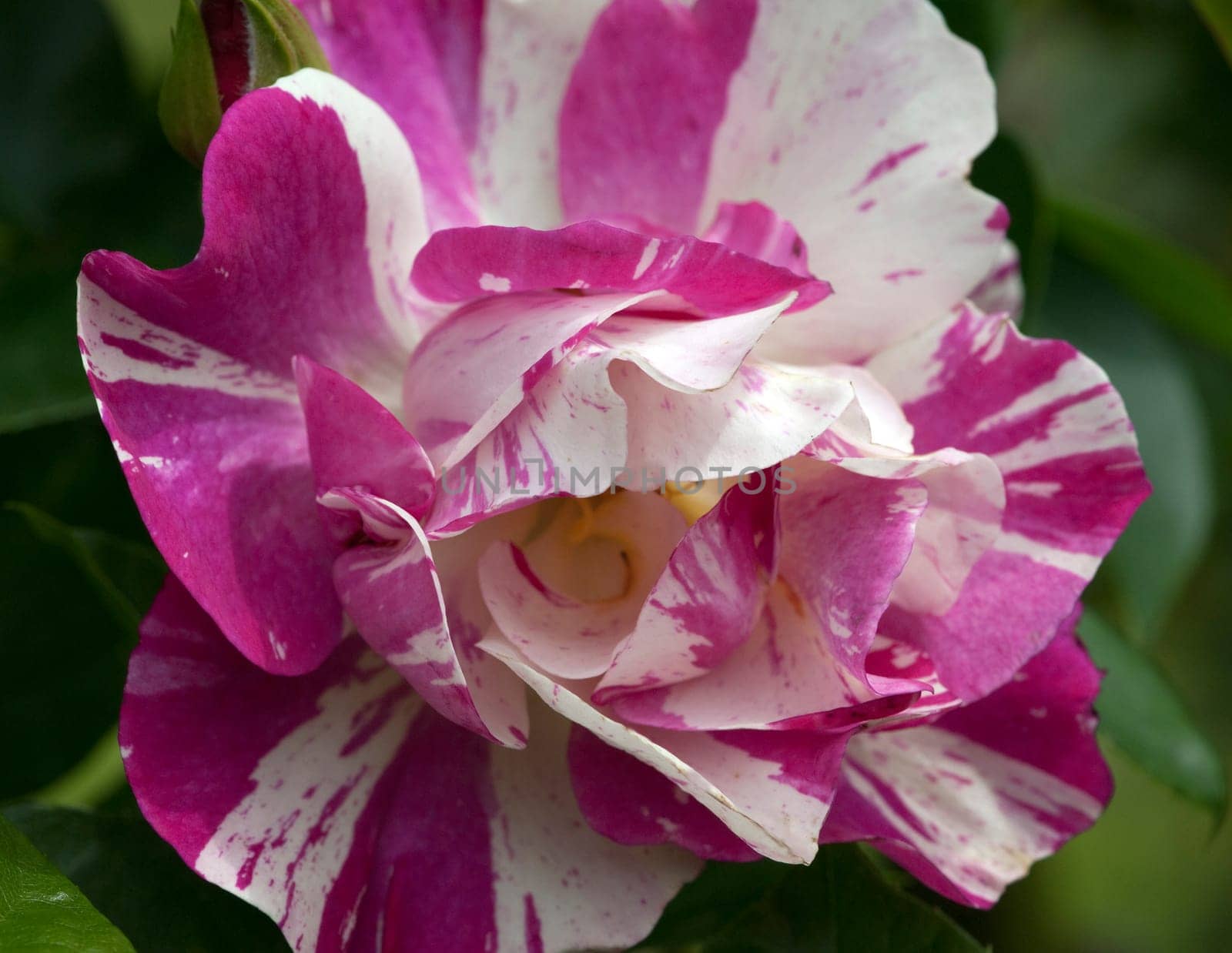 Kletterrose, zweifarbig