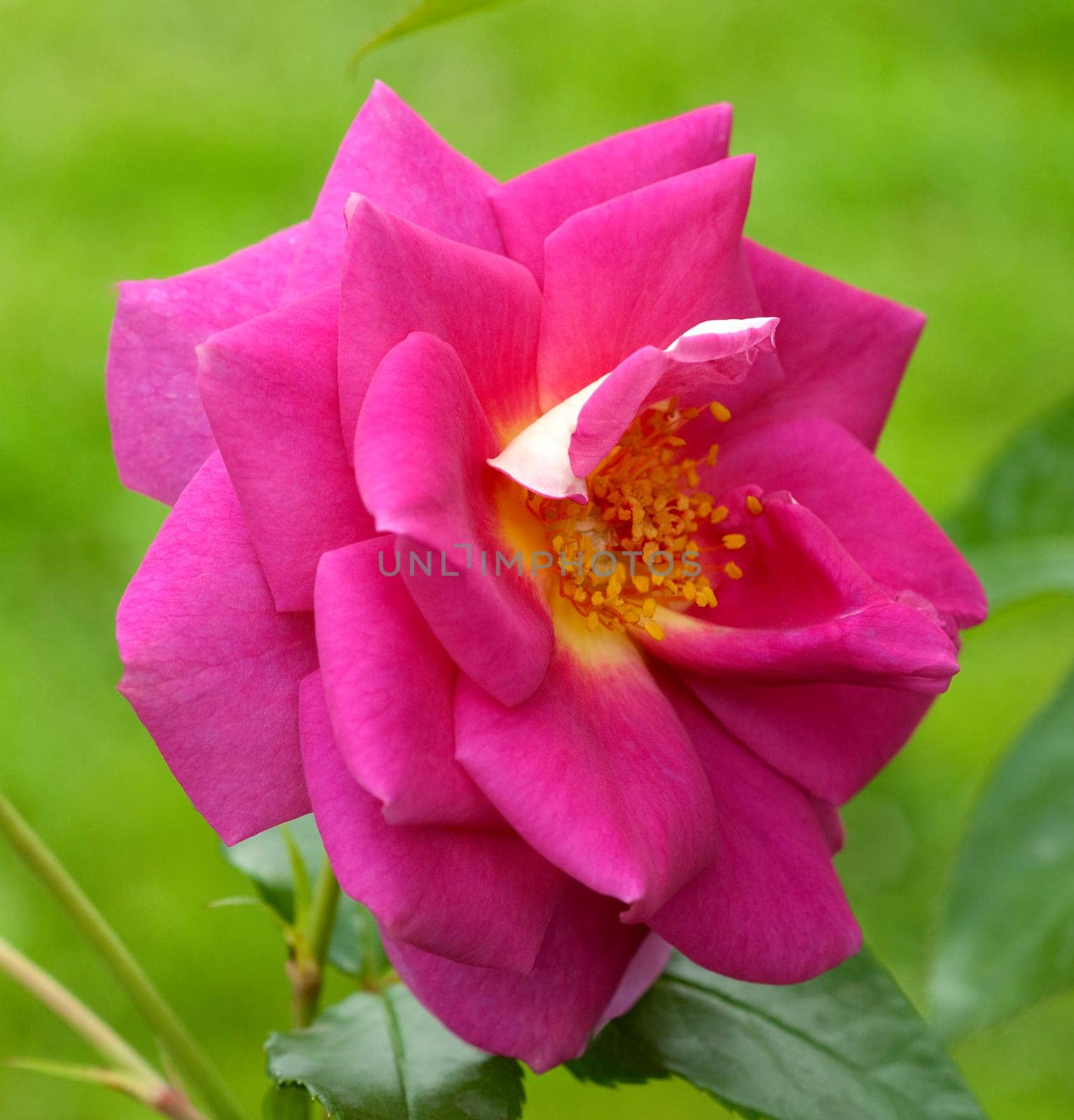 Kletterrose, Chewscentide