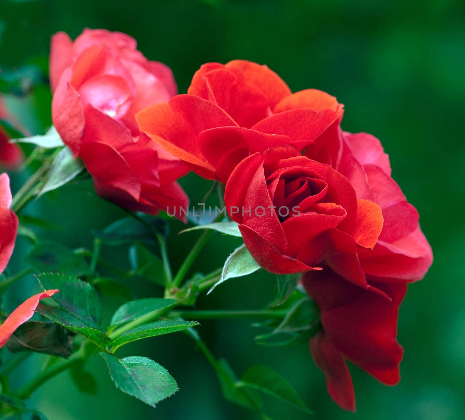 Kletterrose, Poulson Roser