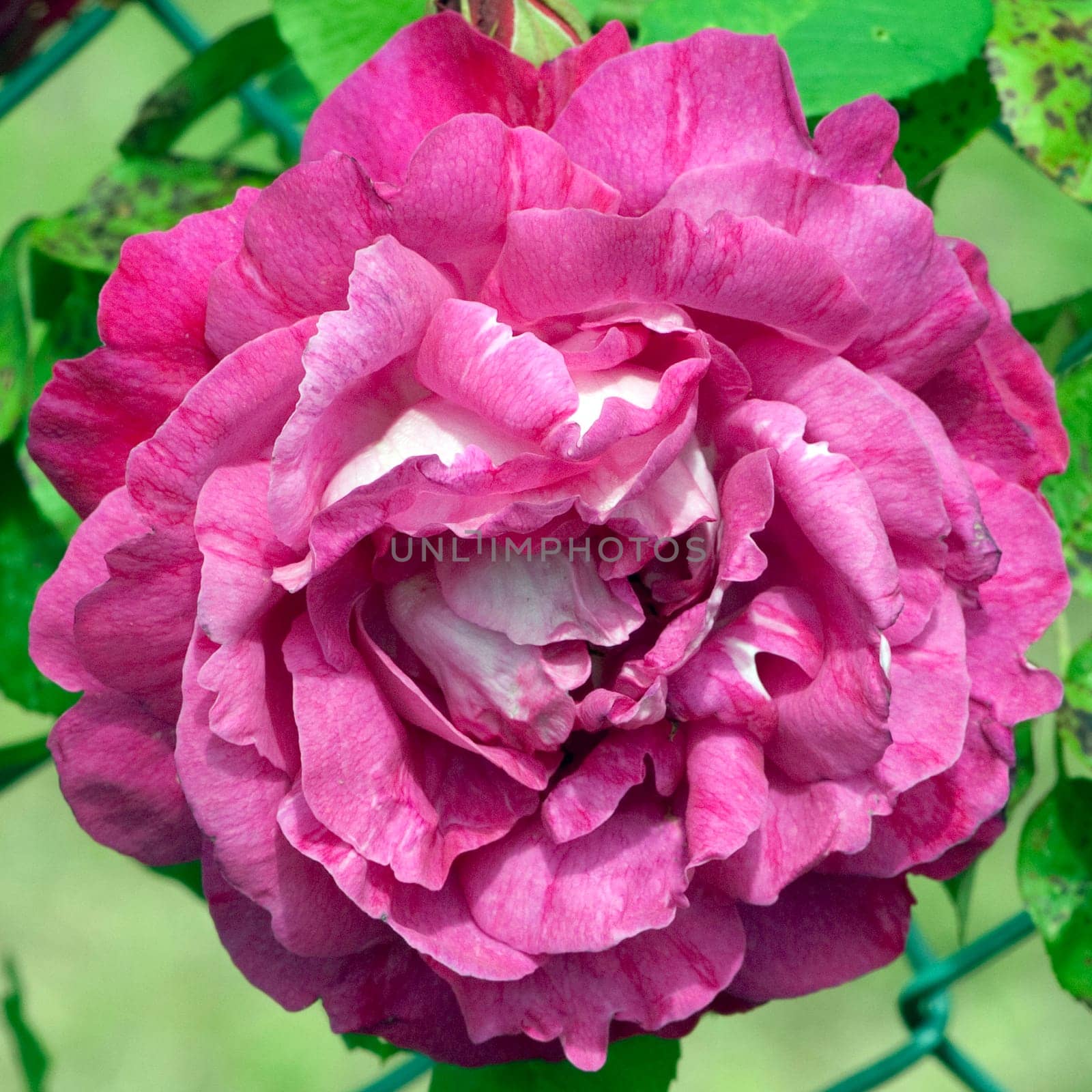Kletterrose, Ivryenne Leveque