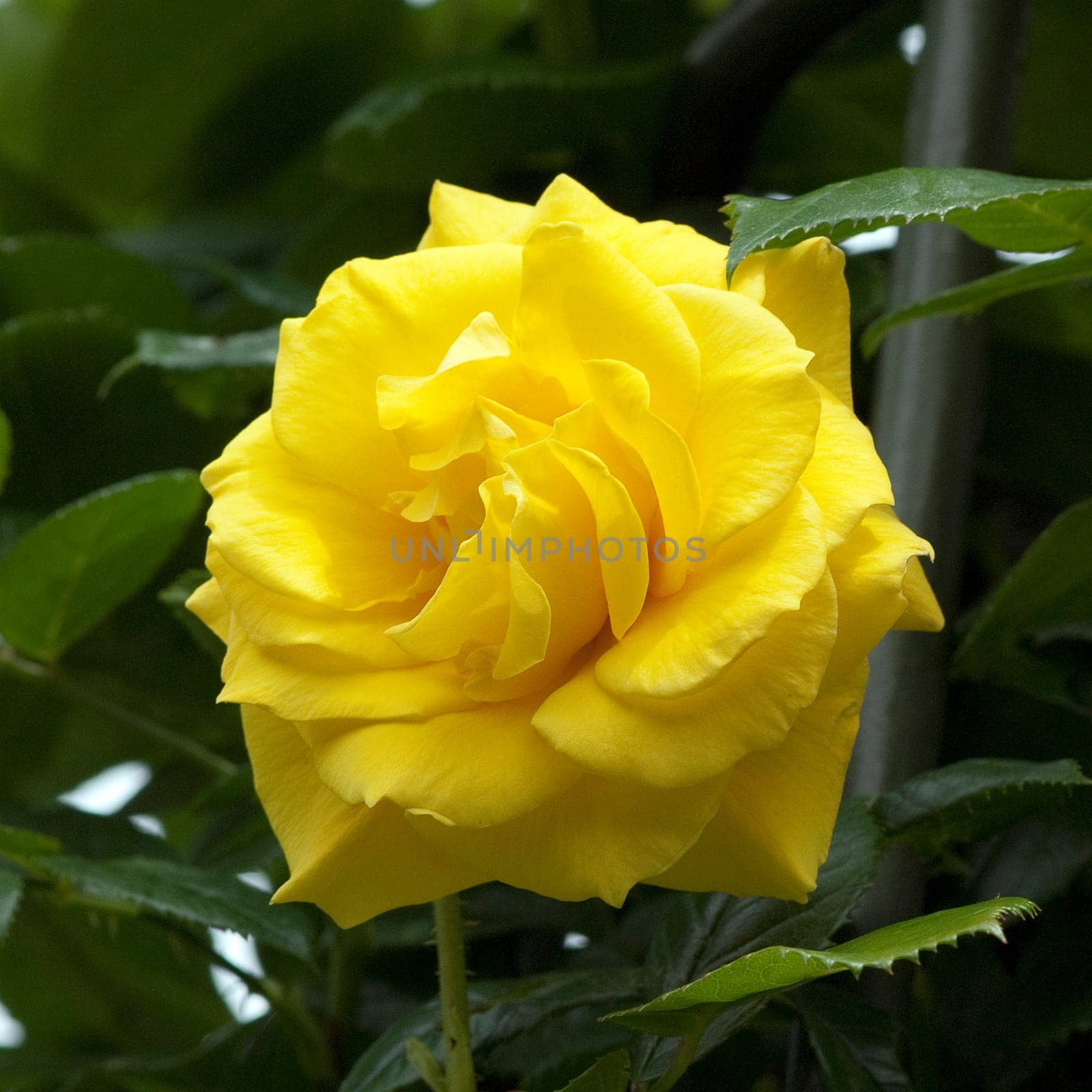 Kletterrose, gelbe