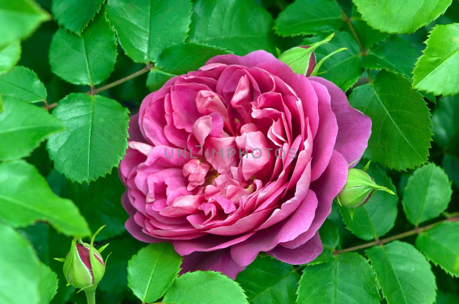 Englische Rose, Lady of Shalott