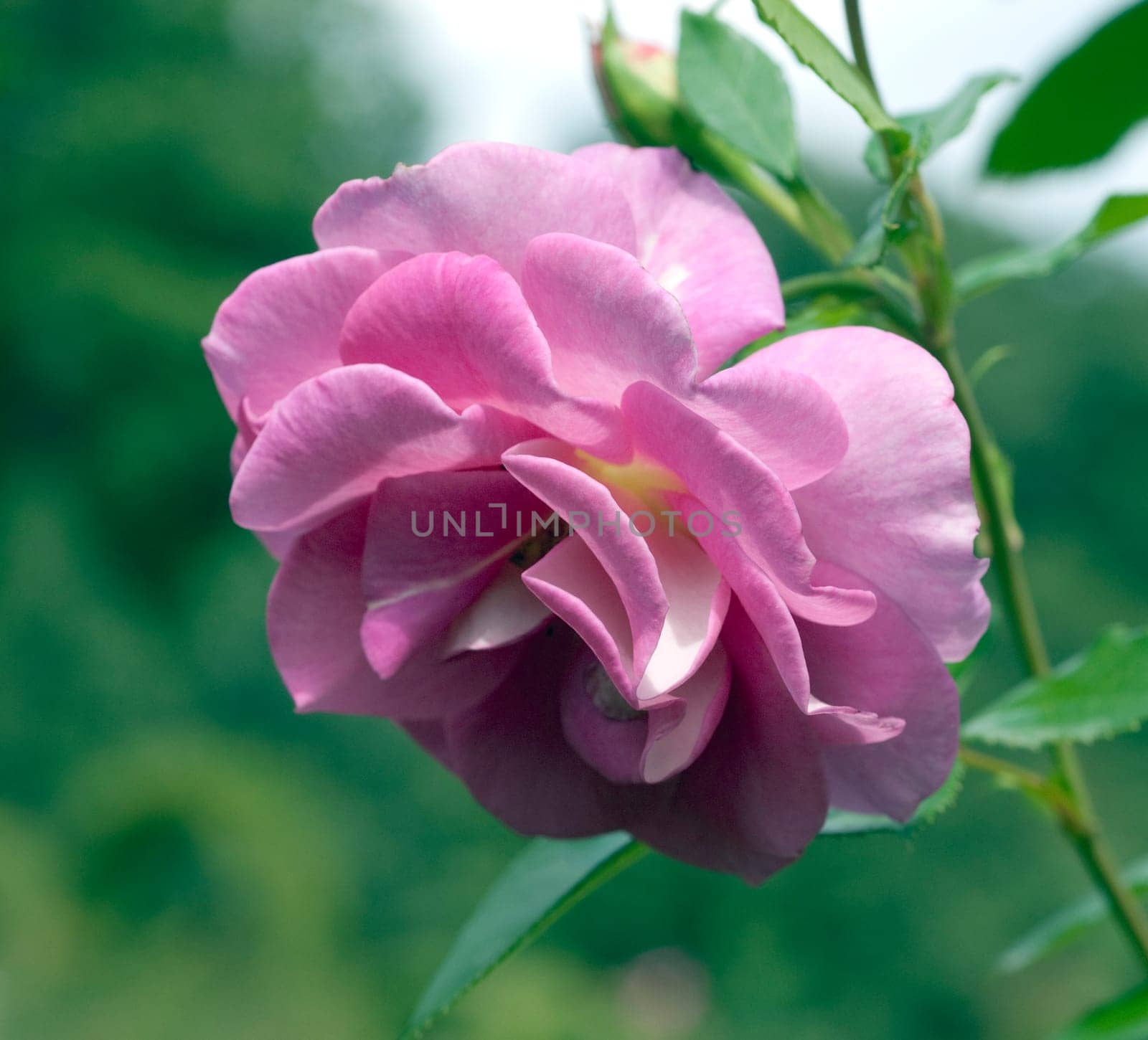 Kletterrose, Chewscentide