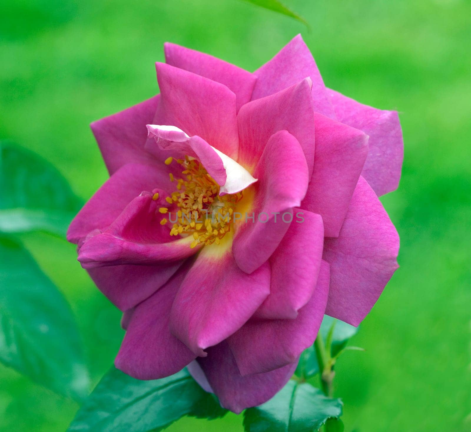 Kletterrose, Chewscentide
