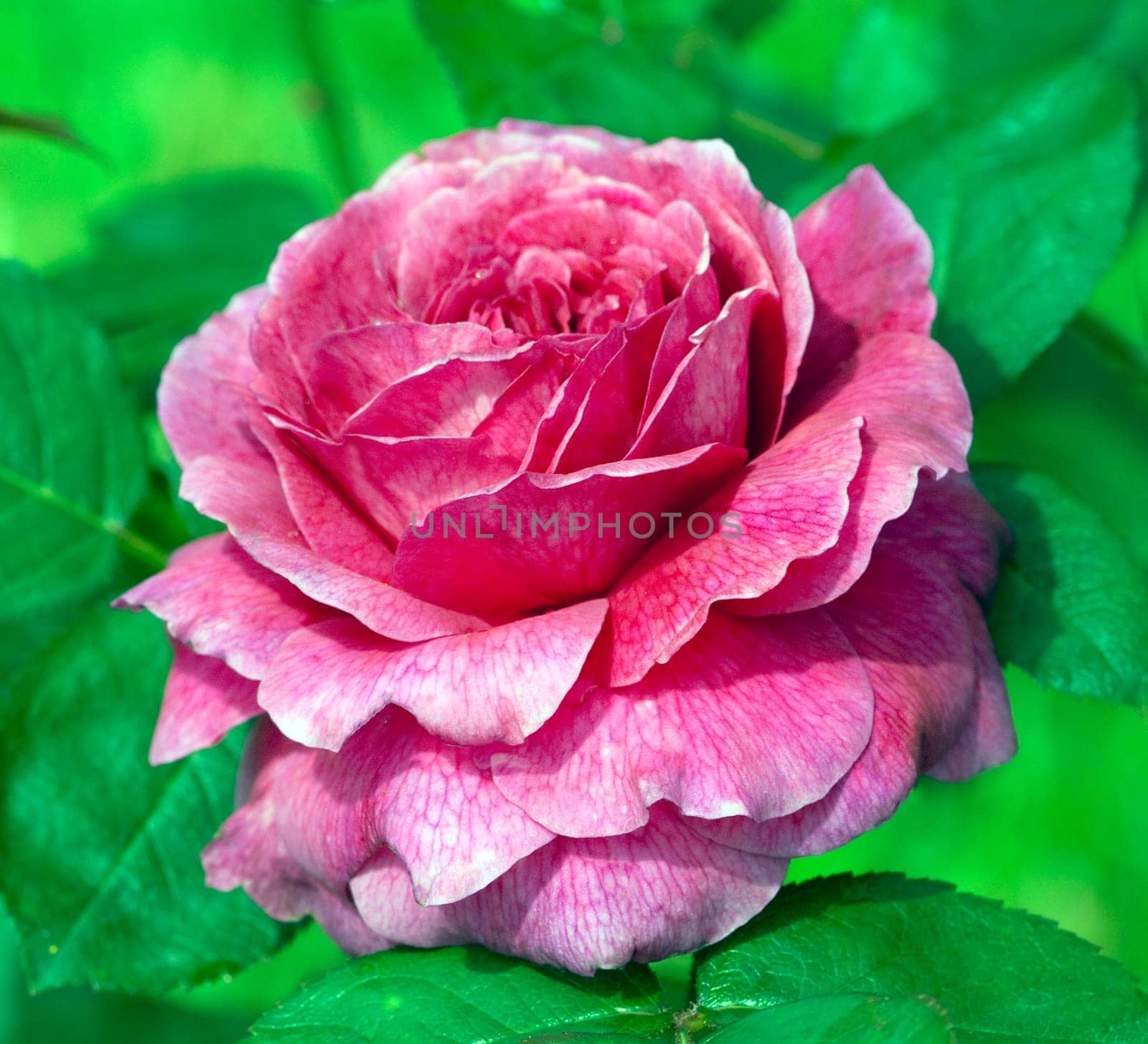 Englische Rose, Munstead Wood