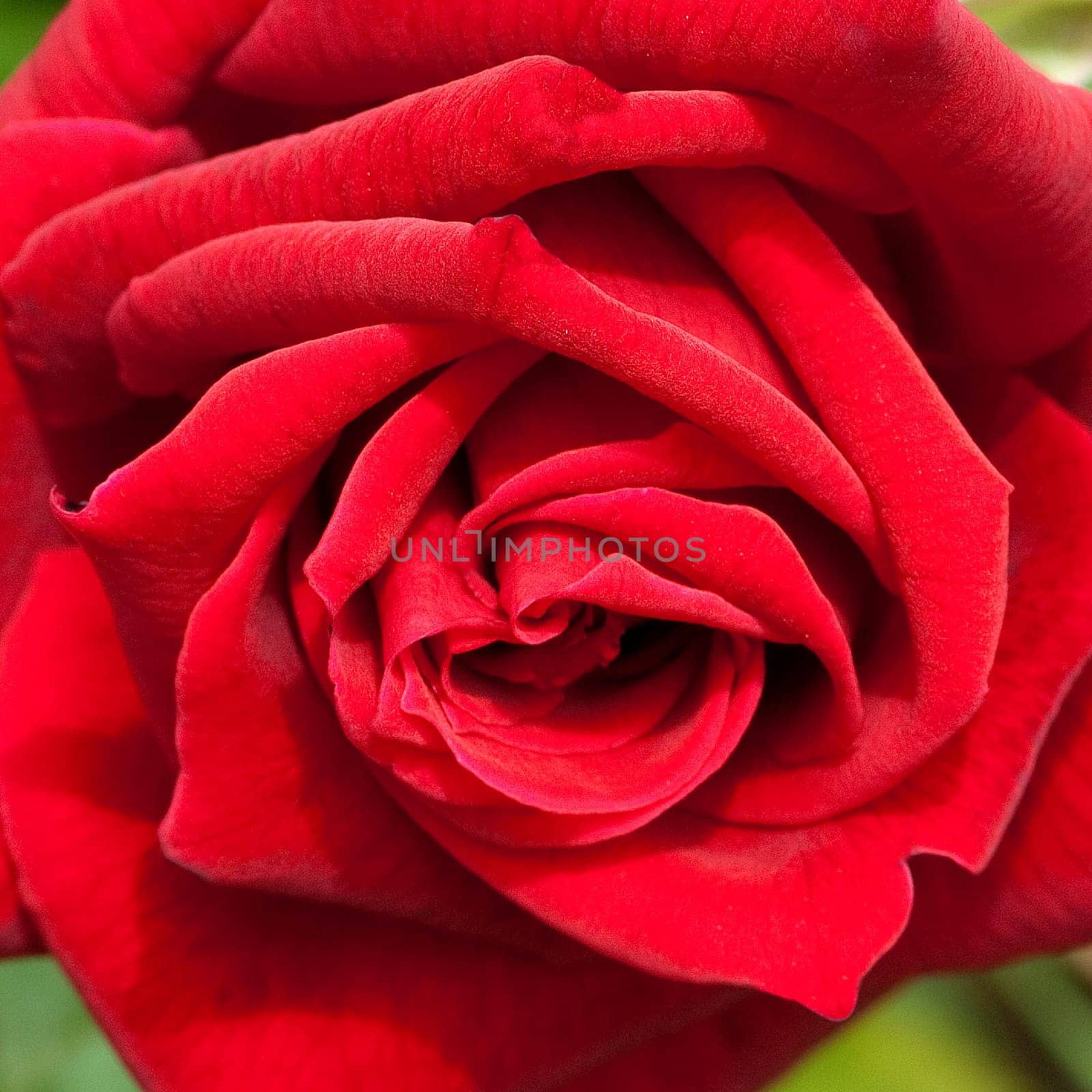 Edelrose, Herz As Tantau
