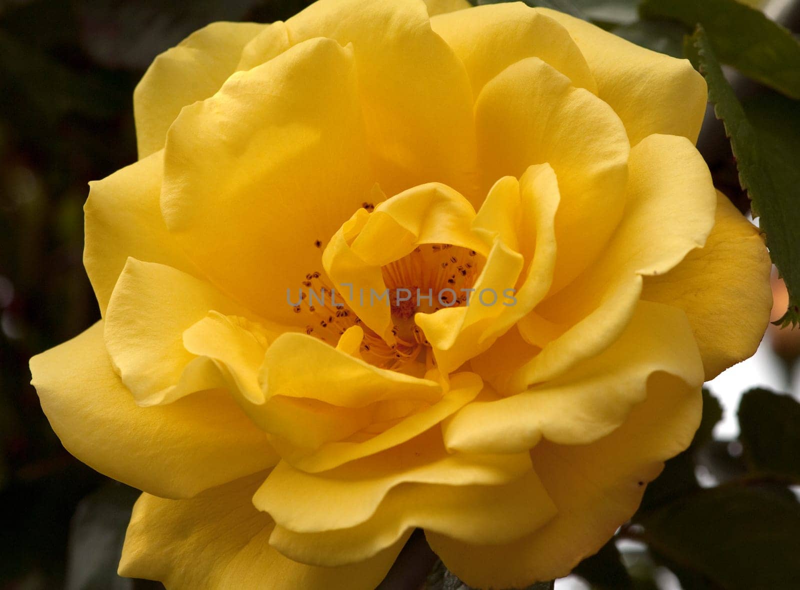 Kletterrose  Golden Gate