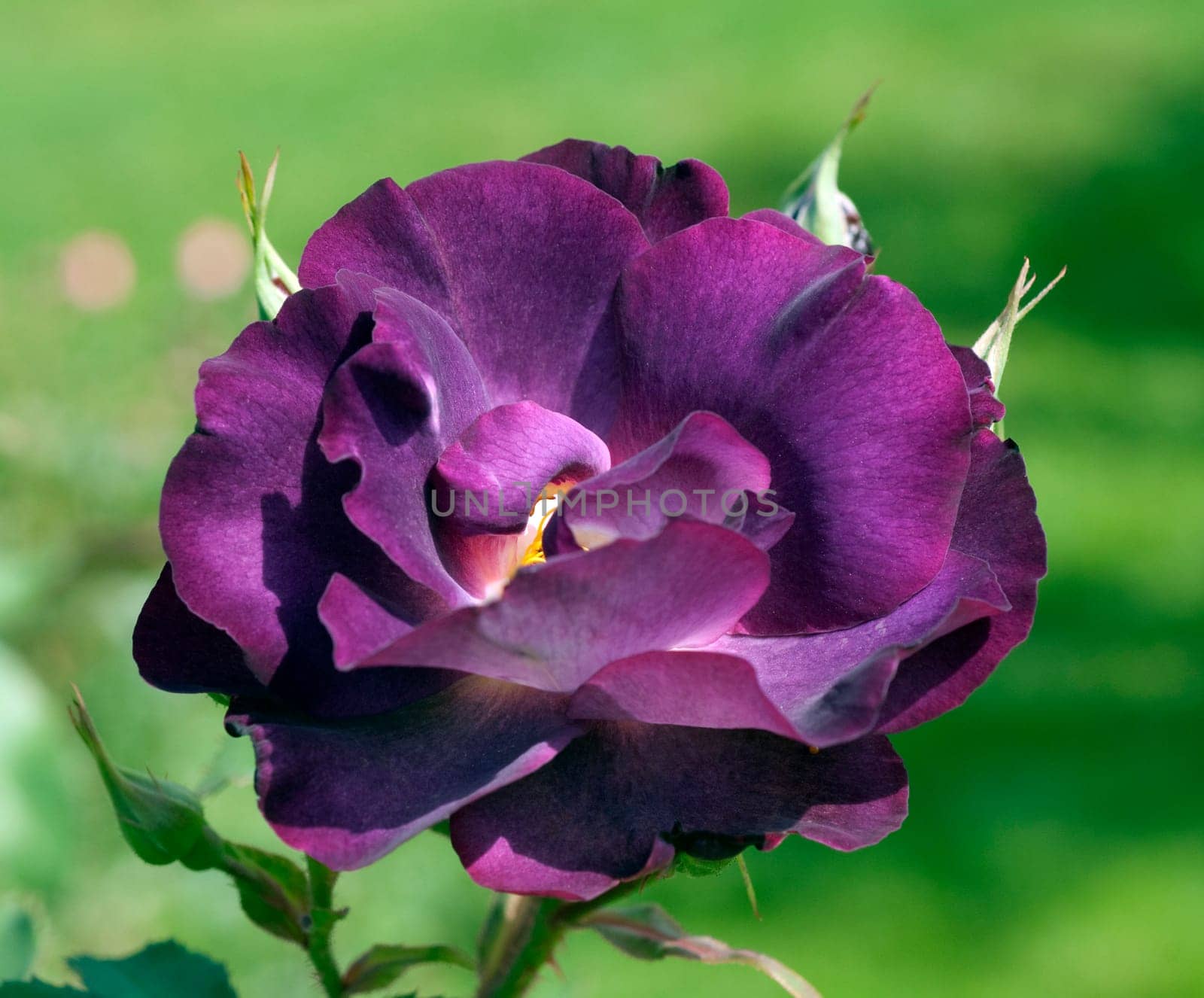 Strauchrose, Princesse Sibilla de Luxembourg